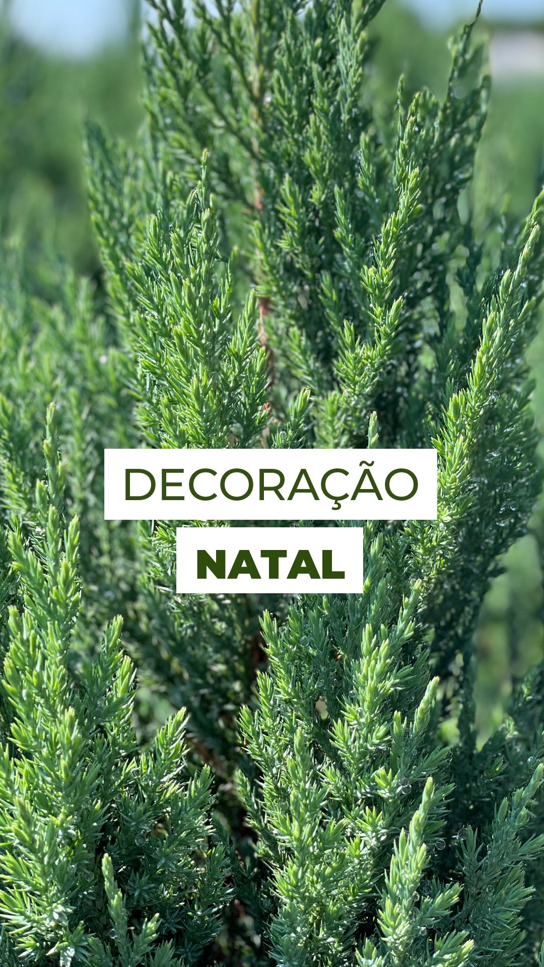 O Natal chegou por aqui! 🎄💫
Nosso cenário está pronto e ficou simplesmente maravilhoso.
Vem ver como deixamos tudo pronto pra receber a época mais encantadora do ano... vamos fazer muitas decorações por aqui!
E aí, já montou o seu cantinho natalino?
Conta aqui nos comentários 👇
#natal #decorfloral #decor #christmasdecor #christmas #decoraçãonatalina #natalcomflores #festasnatalinas #natalcriativo #natal2025 #natalnatural #ideiasdenatal #decor #tuias #tuiastrickta #tuiaholandesa #ruscus #decoracão #arvoredenatal🎄 #arvoredenatal