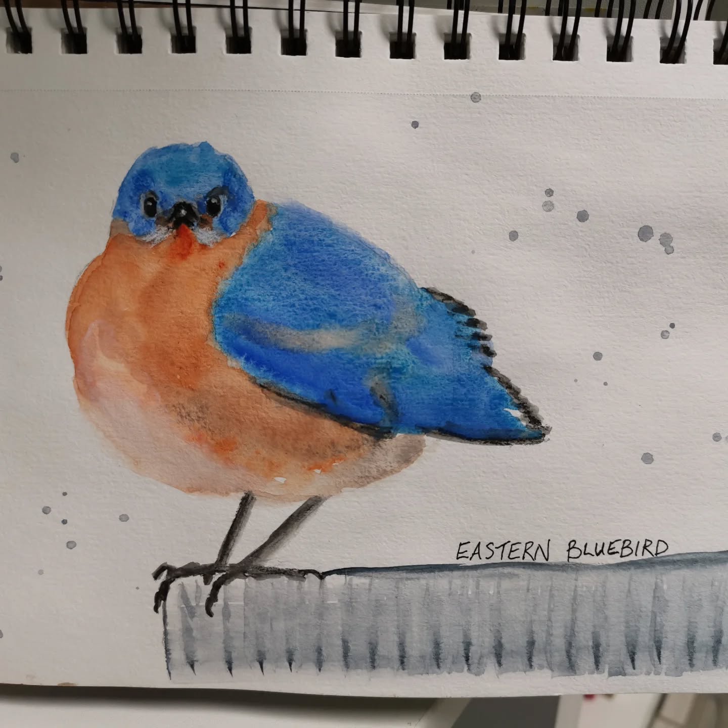 Here's my newest non fussy bird! Took less than 30 minutes to do this! Not as detailed as I would like, but satisfying. Done is better than good 😊😁😆
#ilovebirds #bird #birdartist #birdart #birddrawing #birdpainting #birdillustration #birdnerd #birbs #bluebird #easternbluebird