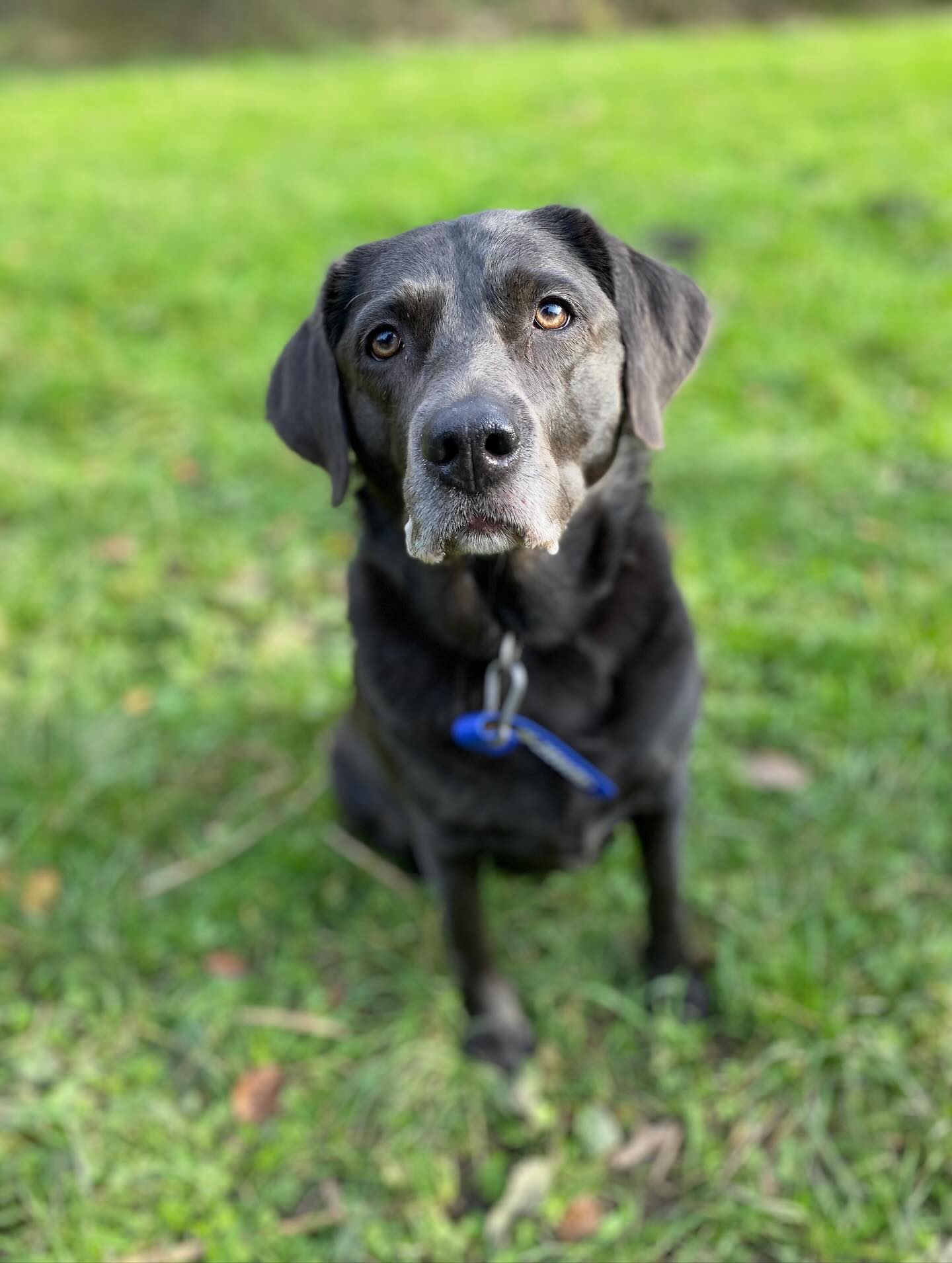 ๐ zijn ze niet knap deze uitraas toppers ? ๐ wij vinden van welโฆ
๐พ Roxy, Sjakie, Guus, Bobbie, Mellie, Diesel, Nova & Bo
#uitgeraasd #hondenuitlaatservice #amsterdamsebos #herfst #maandag #genieten