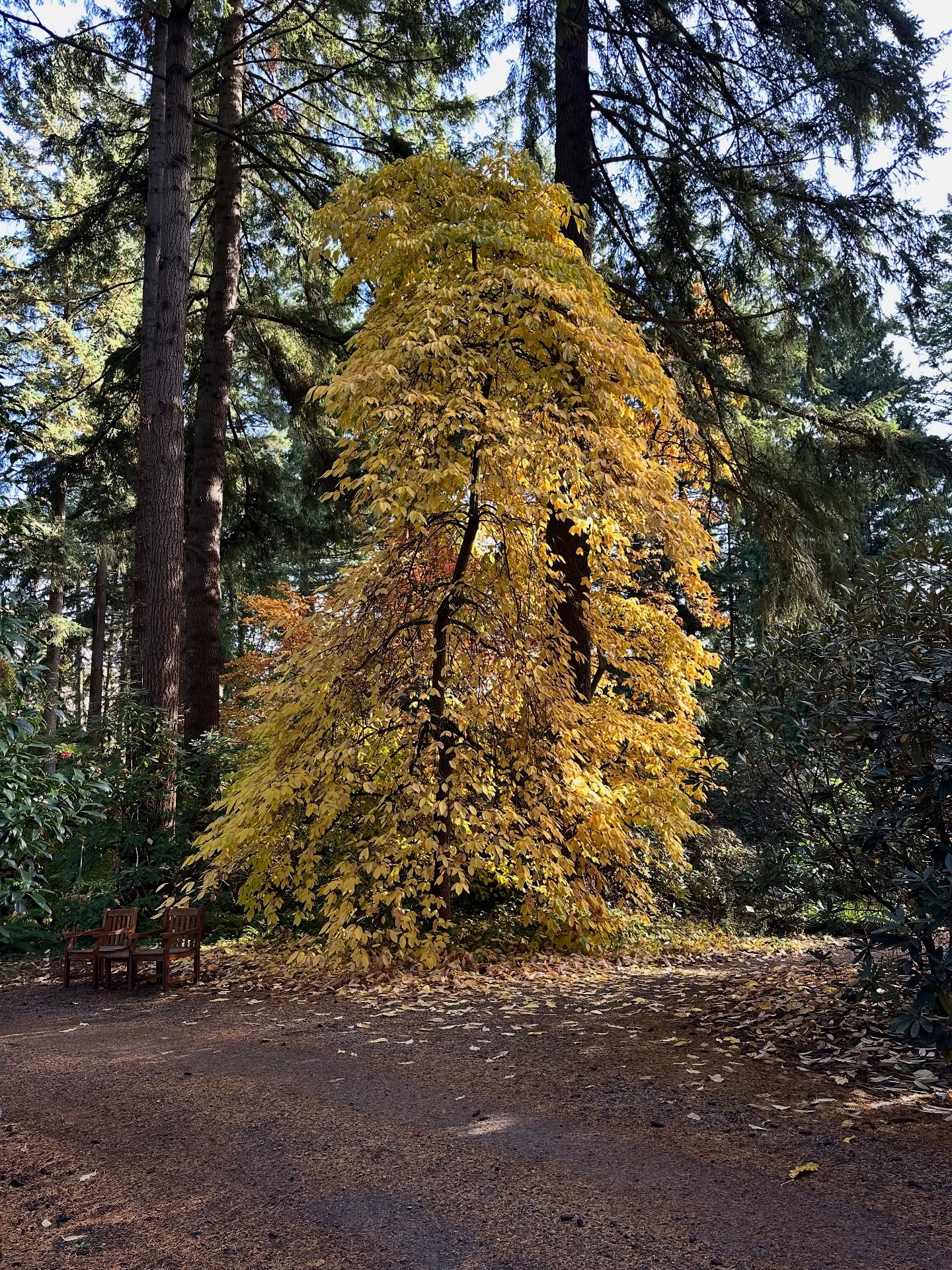 I need one of these, until today I needed both of these. 🙃
Wonderful walk thru the Rhododendron Species Botanical Garden on a sunny Sunday morning.