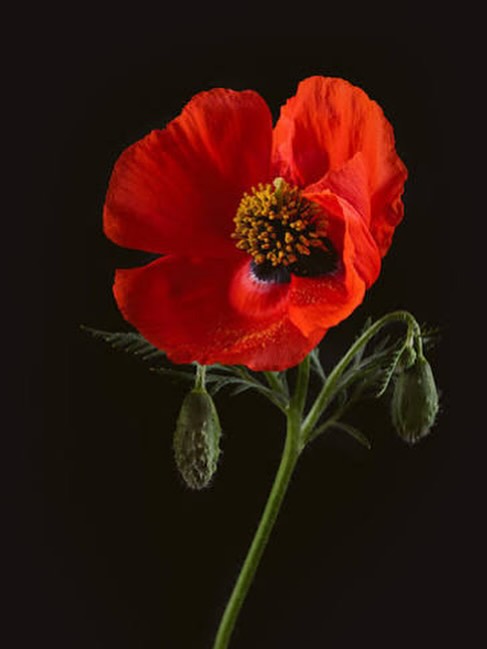 We will be closed today, Remembrance Day to reflect in gratitude those brave soldiers who fought for our country and freedoms that we have today. We remember. โค๏ธ