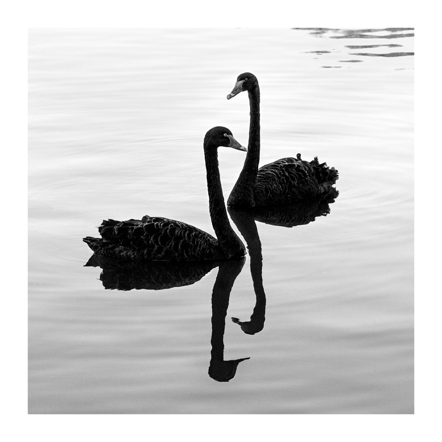 “Bailar un lento con vos” en Espacio Mados, Madrid a partir del 11 de nlviembre con curaduría de @florbattiti y @fernandofarina31
“Atravesadas por el tiempo o asumidas como parte de él, las fotografías de Cotty Oxenford parecen hablarle al
tiempo e incluso contradecirlo. ¿Somos verdaderamente nosotras, las fotografías, lo más palpable de aquello que
fue? ¿Somos un documento de muerte o un testimonio de vida?
¿Y qué sucede con la cámara? Mucho se ha dicho sobre ella: que puede ser un arma o un escudo, también que puede oficiar como una simple herramienta que permita esquivar o desorientar el paso del tiempo.
Acaso sea un conjuro. A través de sus fotografías y videos, Cotty Oxenford intuye que algo no funciona del todo bien, que el tiempo no es lineal, que los relojes sí pueden detenerse y las imágenes, a veces, incrustarse obstinadamente en la memoria. Y que quizás, en lugar de pelearnos con el déspota, conviene dejarse llevar por ese
eterno presente que nos hace sonreír casi imperceptiblemente cuando, en el momento oportuno, nos sacan a bailar.“