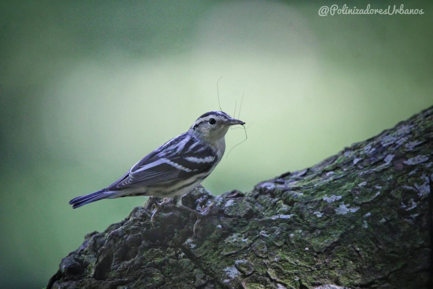 ¿Que está comiendo el chipe? ¡Una araña patona!
Me toco ver esta curiosa escena de un chipe trepador 𝑴𝒏𝒊𝒐𝒕𝒊𝒍𝒕𝒂 𝒗𝒂𝒓𝒊𝒂 cazando un 𝑶𝒑𝒊𝒍𝒊𝒐𝒏, o mejor conocido coloquialmente como araña patona
A pesar de ser arácnidos no se les considera arañas verdaderas ya que su cuerpo es un solo segmento y no producen seda ni veneno a diferencia de las arañas, son completamente inofensivos para el ser humano y cumplen un papel importante como descomponedores y depredadores.
Por su parte el chipe trepador es un ave migratoria que viaja desde Estados Unidos y Canada al sur en temporada de inverno.
Está fotografía fue tomada en el Centro de Desarrollo Comunitario Parque del Café en Tapachula, Chiapas.
Estas areas verdes son clave para el refugió y alimentación de nuestras aves tanto migratorias como residentes, es necesario que como ciudadanos exigamos que nuestras areas verdes se conserven y se hagan más grandes, no más pequeñas.
#biodiversidad #educacionambiental #avesmigratorias #aves