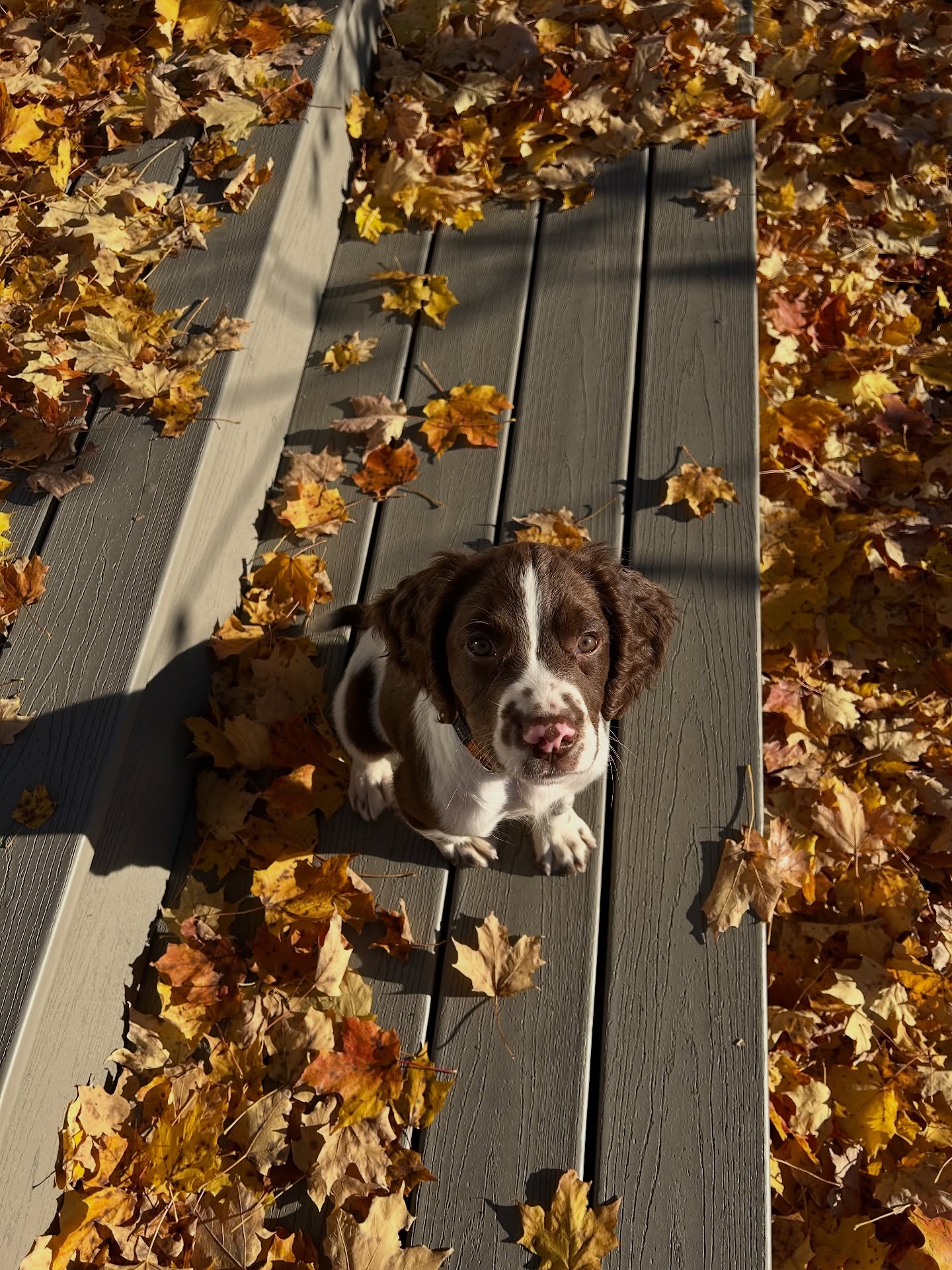 Some goodbyes are bittersweet… but so full of happiness. ❤️
Our little “Chuckles” has officially gone home to Canada and now carries his new name proudly:
Craney Hill Jay of Wingfoot — “Jay.”
We are so excited for Ms. Bev and Jay’s beautiful future together.
Jay has a bright spark, a big heart for such a little guy, and all the makings of a truly special companion.
We can’t wait for the photos, the stories, and the updates — keep them coming! 🐾✨
Welcome home, Jay. 💛
#CraneyHillKennel #SpringerSpaniel #SpringerPuppy #GunDogPuppy #BirdDogInTheMaking #SpanielTraining #PuppyJourney #CraneyHillJay #SpanielLove #Wingfoot