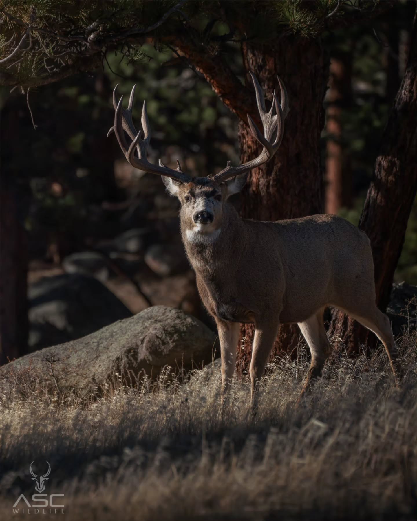 This guy made an appearance over the weekend... what a stud! Awesome to see some large mule deer in the rockies.
He was pursuing a few does and definitely getting into rut mode.
Enjoy!
Photography by @ascwildlife
.
.
.
#wildlifephotography #muledeer #buck #wilddeer #naturelovers #coloradowildlife