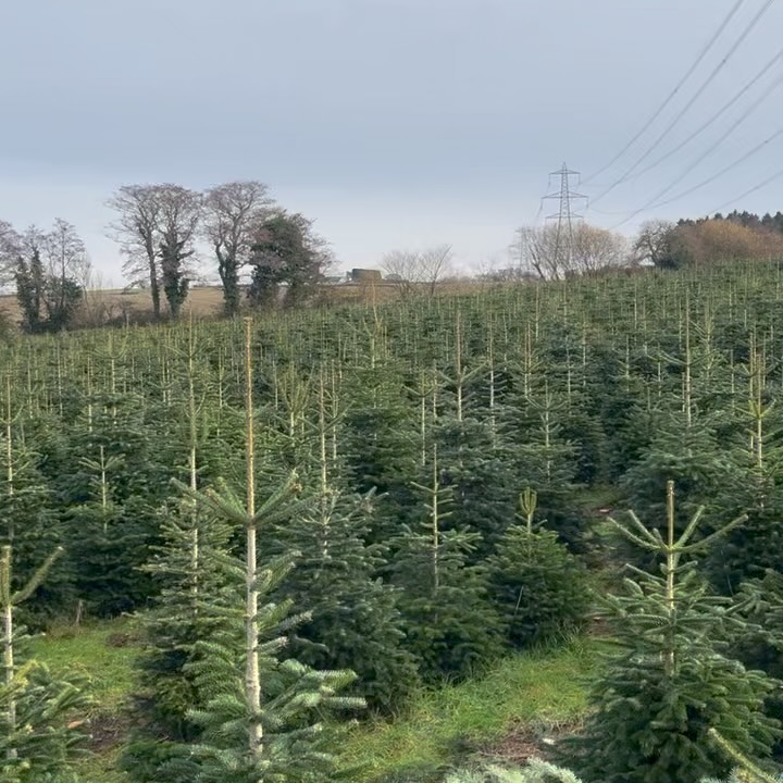 🎄We have 25,000 Trees growing at Clearwell. Our main variety, Nordmann Fir. This is the patch you will able to choose from this year! Our tickets are now on our website www.clearwellfarm.co.uk🎄