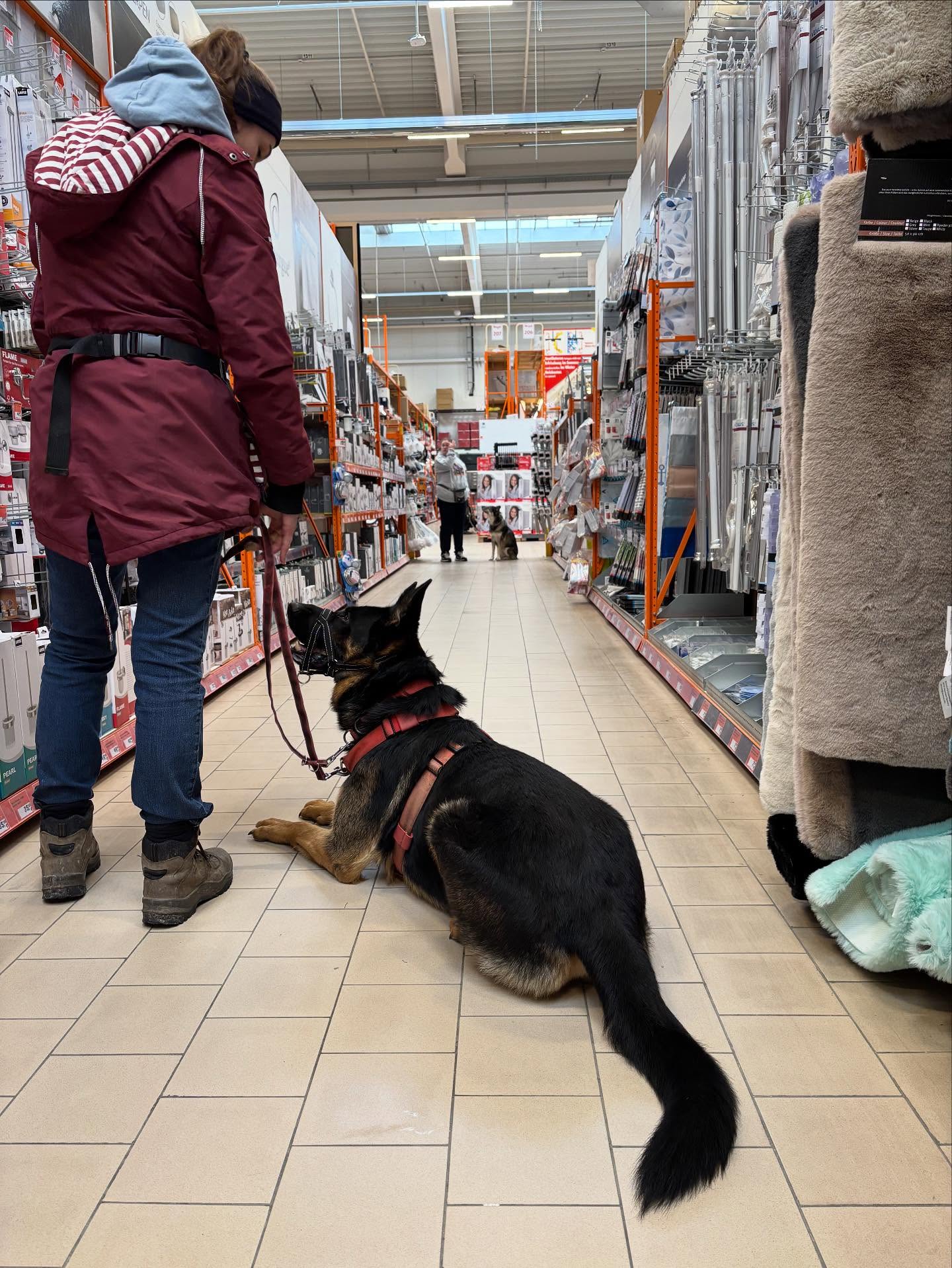 Heute gab es für jedes Hund Mensch Team Einzelstd.
10-15min pro Einheit haben wir trainiert. Das Bauhausteam war einfach super nett. DANKE
Alltagsübungen in geballter Umgebung #Bauhauslechhausen #Hundetrainingaugsburg #Dogsacademyaugsburg