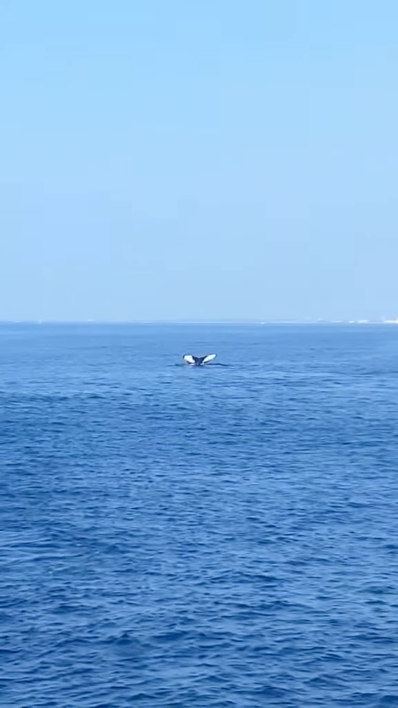 🐠✨ Explore the magical underwater world of Hawaii! From colorful coral reefs to playful fish and graceful sea turtles🌊🐢
Experience the beauty of Hawaii’s marine life up close on our Waikiki Snorkel Tour or Hanauma Bay Snorkel lessons!
Spots are filling up fast, book today! 🌴💙
#UnderwaterHawaii #HawaiiMarineLife #SnorkelingHawaii #OceanAdventure #TropicalParadise #CoralReefHawaii #SeaTurtlesOfHawaii #WaikikiSnorkel #HanaumaBaySnorkel #ExploreHawaii #HawaiiAdventures #OceanExploration #TropicalSnorkeling #SnorkelingTours #DiscoverHawaii #HawaiiVacationVibes #UnderwaterAdventure #MarineLifeMagic #HawaiiNature #SnorkelParadise