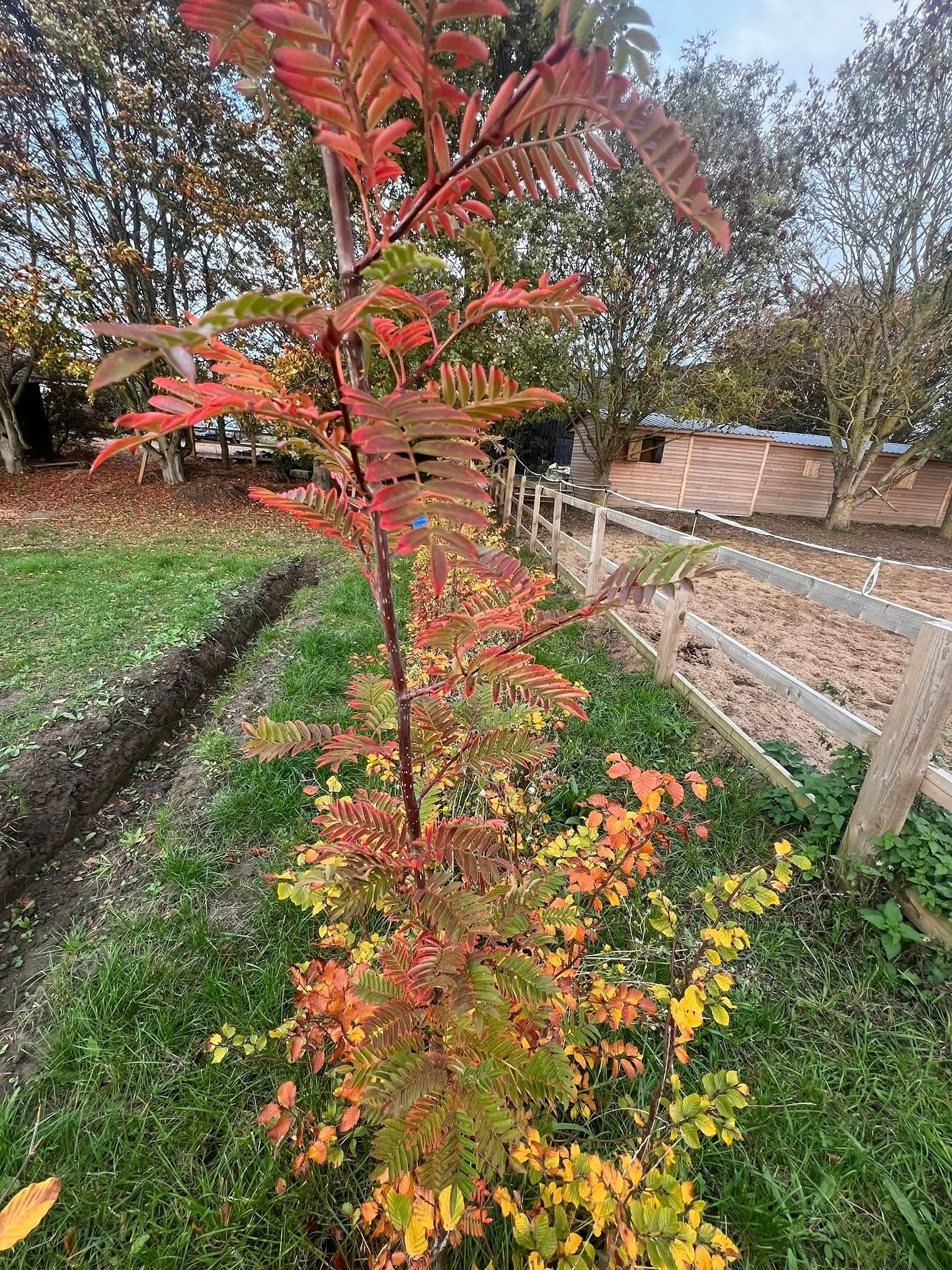This green beech hedge was planted in February this year, mixed with Cardinal Royale Rowan trees.
It’s changing colour beautifully bless it!
What a beautiful baby hedge!
#hedges #UK #horsepaddock