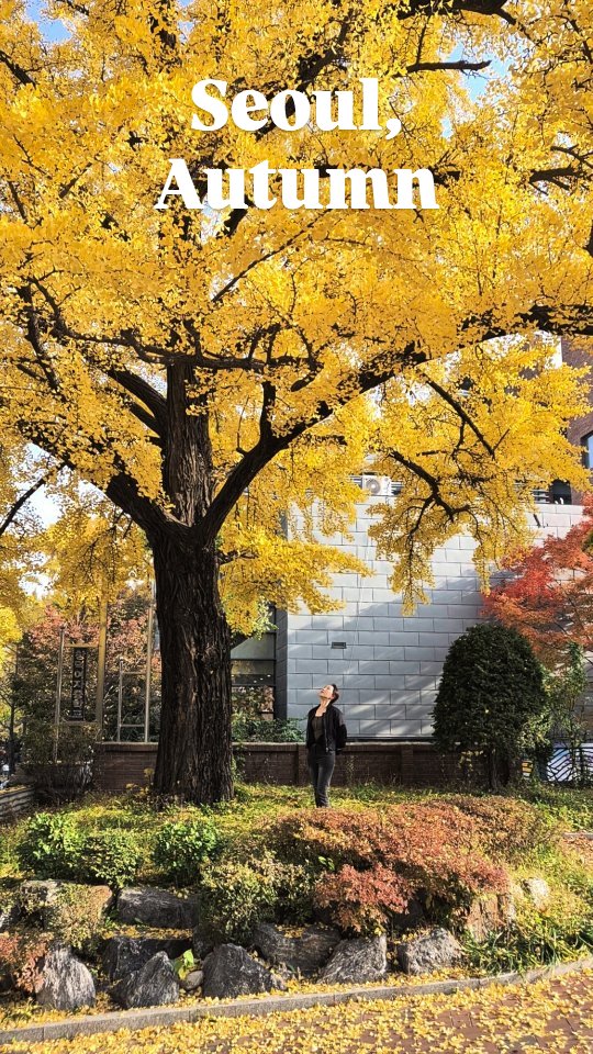 Golden leaves, quiet steps, and the soft sound of wind brushing past the Deoksugung stone wall.
This street is where Seoul slows down, perfect for a peaceful walk in the heart of the city.
🍁 Best in late October to early November
📍Deoksugung Stone Wall Road, Seoul