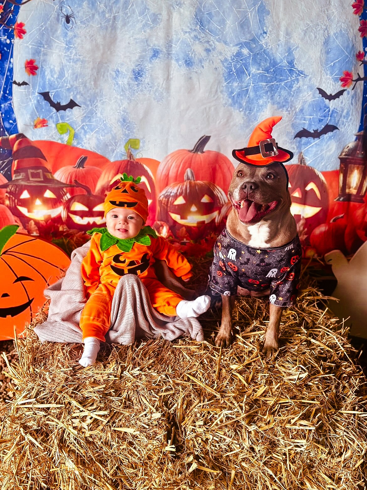 The most adorable photos from @brady.the.staffy 🎃
The photo booths have now been removed from the fields but we hope you all got an opportunity to enjoy them!
#HalloweenDog
#HalloweenPhoto
#SecureDogFields
#SecureDogWalking
#SecureDogWalkingFields