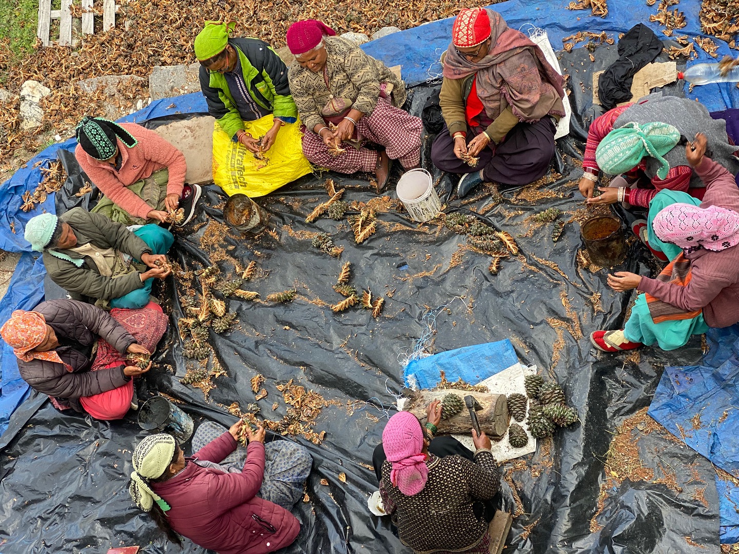 Every year at KE farm, we unite with our local Kinnauri women to harvest pine nuts from ancient trees that embody our cultural heritage. We call these nuts 'neoza' in our native dialect, and they're commonly known as chilgoza. Found primarily in Kinnaur highlands (few villages) and Afghanistan, these premium pine nuts are exported worldwide, yet remain unknown to many in India. Rich in health benefits, we Kinnauris adorn our homes with pine nut garlands as a mark of respect during community ceremonies. During winters, we savor these nuts and utilize dried pine cones to warm our homes. š²š©š¼āš¾āØ
We bring you pinenuts straight from the native land of pine nut trees, hand-filtered & seasonal. DM us to know more š
#pinenuts #pinefruit #pine #nuts #seasonal #farmtotable #simplicity #organic #purity #chemicalfreeliving #eating #cleaneating #nutrition #healthier #mountains #kinnaurvalley #local #healthyeating #indigenous #womeninbusiness