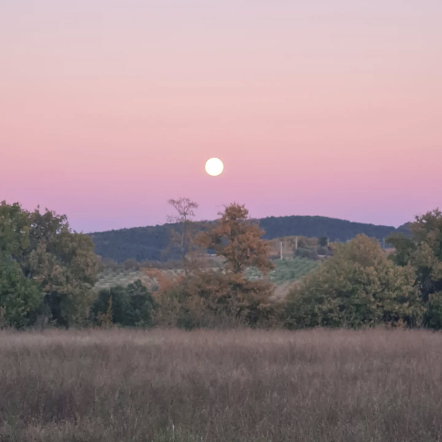 The moon has been spectacular these last days. So vibrant and tender at the same time. It filled my heart.
#moon #moonrise #heartful_moments #fullmoon