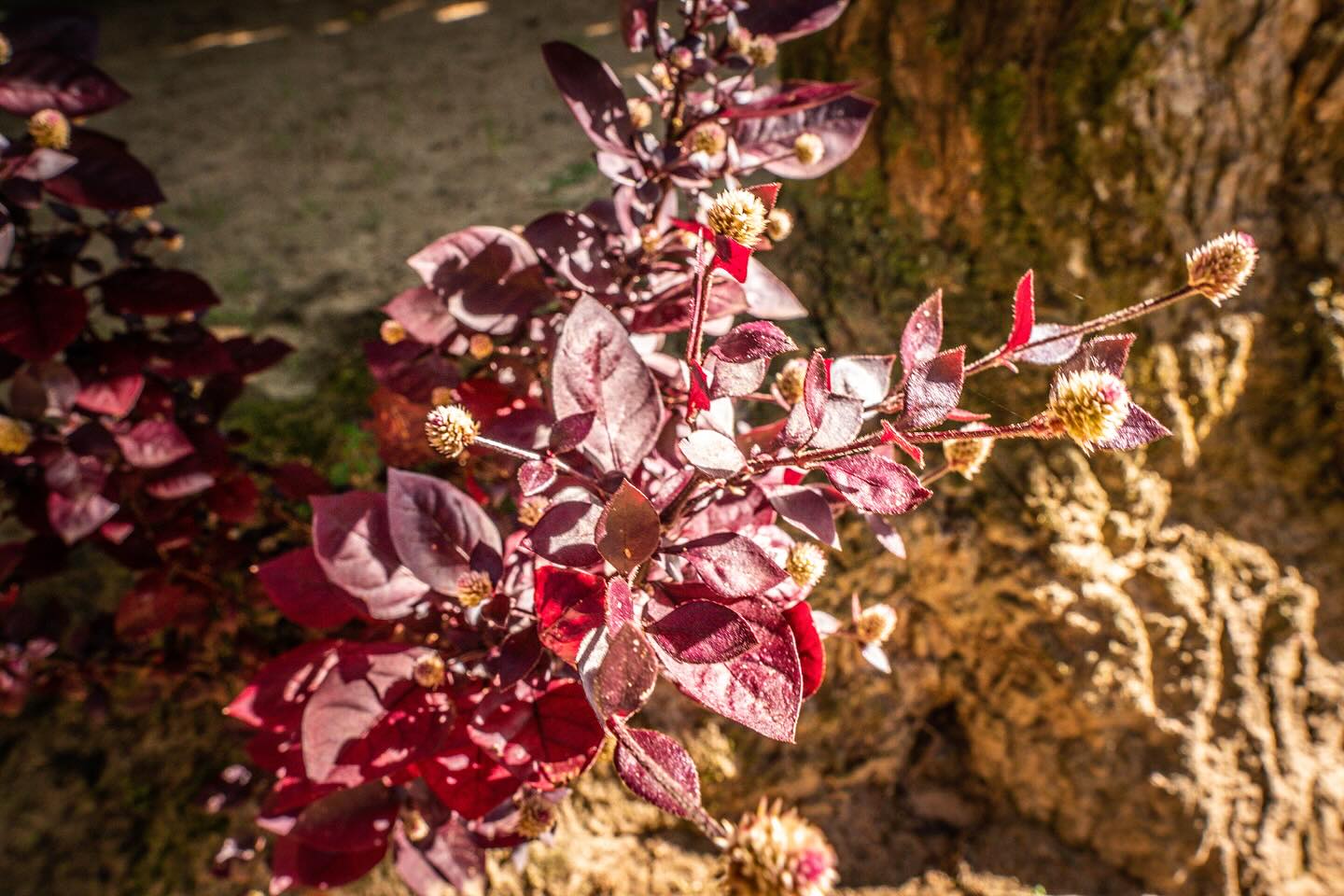 Você conhece a miracelina também chamada de penicilina? 🌿
⠀⠀⠀⠀⠀⠀⠀⠀⠀
De folhas arroxeadas e caule colorido, essa planta nativa do Brasil é usada há gerações na medicina popular por seus efeitos curativos 💜
⠀⠀⠀⠀⠀⠀⠀⠀⠀
Em forma de chá, ajuda a aliviar tosses e problemas respiratórios, além de atuar como diurética, digestiva e depurativa, beneficiando o fígado e a bexiga 🍃
⠀⠀⠀⠀⠀⠀⠀⠀⠀
Quer saber mais sobre o poder e a história da miracelina?
⠀⠀⠀⠀⠀⠀⠀⠀⠀
O lançamento do zine está chegando! 🌿 Em breve você poderá conferir o conteúdo completo na bio. Para saber como garantir sua cópia física, envie uma mensagem para nós ✨
⠀⠀⠀⠀⠀⠀⠀⠀⠀
📸 @grundlingfilmes