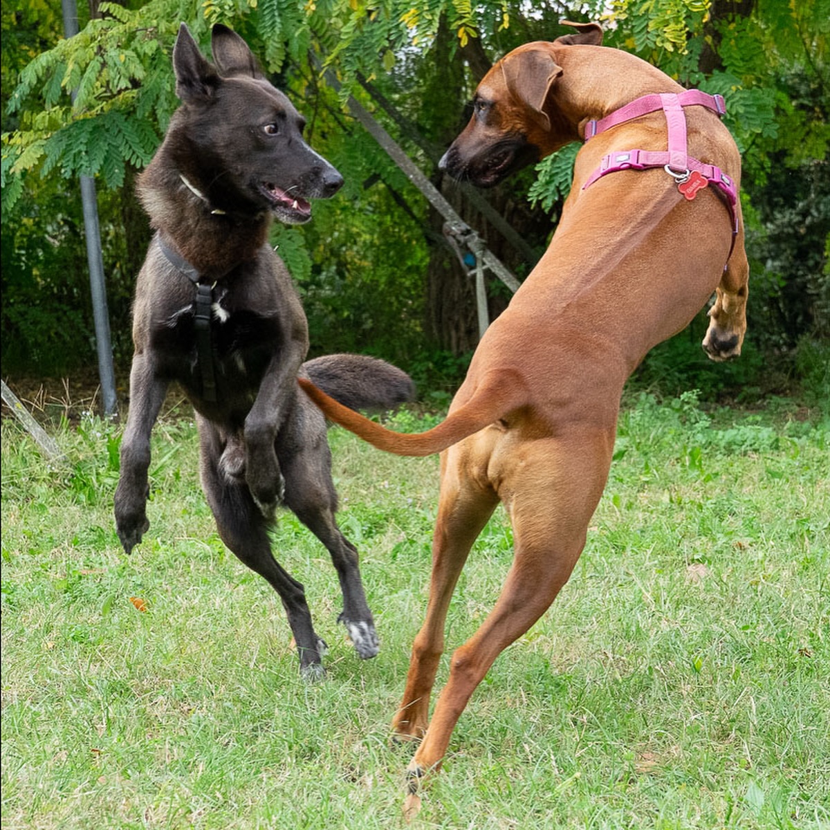 Un’altra giornata di osservazione, confronto e lavoro sulla relazione nella classe di socializzazione® del 26 ottobre!
Cani e persone hanno avuto nuovamente l’occasione di conoscersi meglio, leggere i segnali dell’altro, interagire, confrontarsi, imparare e vivere esperienze reali di comunicazione.
Ogni classe è diversa, lascia dentro molte riflessioni e competenze ed proprio per questo rappresenta un’occasione preziosa per crescere insieme.
👉 La prossima classe di socializzazione ® è in programma Domenica 23 novembre.
Un momento guidato da istruttori qualificati per aiutare il cane a sviluppare competenze sociali e relazionali in un contesto sicuro e controllato.
📍 Tutte le informazioni e le iscrizioni su: canefelice.it/classidisocializzazione
Grazie allo staff come sempre per il grande supporto, in particolare a @btrcslmn che è stata bravissima e preziosa alla sua prima da assistente e come sempre a @verrydogs per la sua professionalità e cura!
Un grazie come sempre a @pimpmytripit per le splendide foto!
#classedisocializzazione #canefelice #approcciocognitivozooantropologico #relazionecaneuomo #educazionecinofila #socializzazione #cani #thinkdog