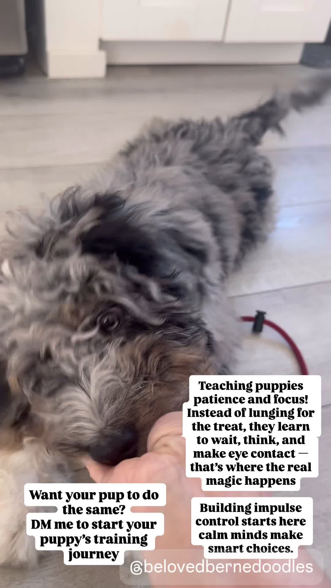 #BernedoodlePuppyLove #bernedoodlepuppy #puppytrainingtips