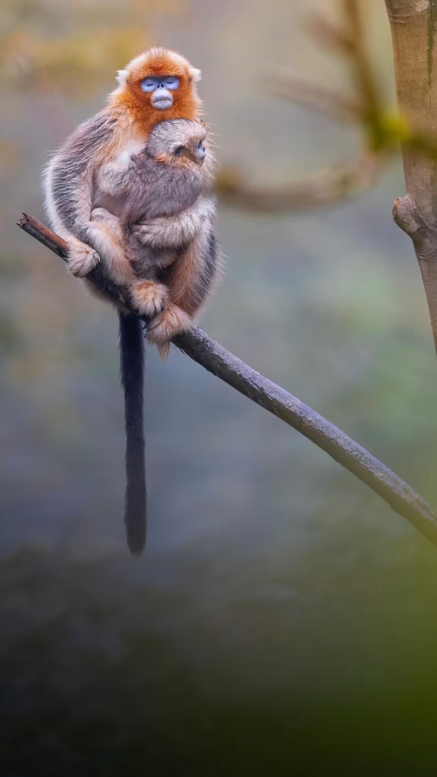 🐼🌈 Not Just Pandas: Your 2026 Animal Watch Tour
You know the panda. But China’s wild soul runs deeper than one beloved face. Here, life pulses in every color beyond the black and white.
In 2026, join our small-group tour - designed not only for photographers, but for anyone who wishes to witness and connect with China’s most magnificent wildlife in its true home.
The wild is waiting. Stay tuned.
Follow @woksandwonders for the journey ahead.
#NotJustPandas #AnimalWatchTour #WildChina2026 #NatureConnection #WoksAndWonders