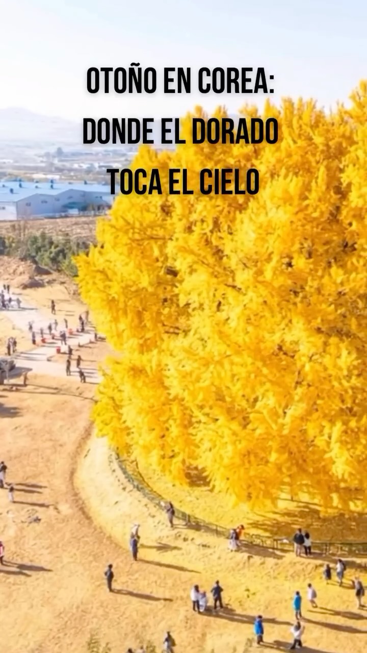 🇰🇷🍁 Otoño en Corea: donde el dorado toca el cielo
En Corea, el otoño pinta las montañas y los caminos con tonos de oro, rojo y ámbar ✨.
Es un espectáculo natural que en pocos lugares del mundo se puede ver, y aquí se vive con el corazón.
Entre los rincones más mágicos se encuentra el Árbol de Ginkgo de Ban-gyeri (반계리 은행나무) 🌳,
un gigante dorado en Wonju con más de 1 300 años de historia.
Según un estudio de 2024, este árbol tiene alrededor de 1 317 años,
¡uno de los más antiguos de toda Corea! 😮
Cada otoño, sus hojas brillan como si el sol hubiera decidido vivir entre sus ramas ☀️.
Es el lugar perfecto para respirar paz, conectar con la naturaleza y capturar fotos de ensueño 📸.
📍 Ubicación: Ban-gyeri 1495-1, Munmak-eup, Wonju-si, Gangwon-do
🕓 Mejor época: entre principios y mediados de noviembre,
cuando el árbol luce su color dorado más intenso 🍂
☀️ Tip: visítalo al atardecer — la luz del sol hace que todo parezca un sueño.
💛 ¿Vendrías a verlo en persona?
Etiqueta a quien te acompañaría en esta aventura 🍁
커버사진: 한국관광공사
#corea #coreadelsur #coreacontigo #coreacontigotour #viajeacorea #viajaracorea #otoñoencorea #otoño #coloresdeotoño #arboldeginko #tourenespañol #tourenespañolencorea #GuíaEnEspañol #paisajesdecorea #coreaenotoño #한국의가을 #은행나무