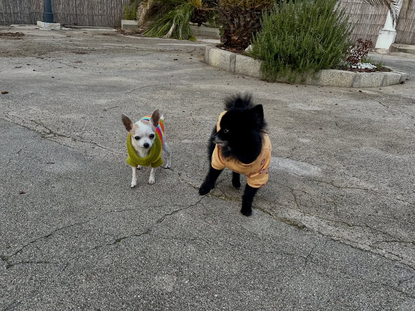 #cuidadoresdeperros #madrid #mascotas #españa #igersmadrid #perros #dogs #dogsofinstagram #perrospequeños #dogslife #dogfriend #fotosdeperros #comoencasa #vacaciones #doglover #pomeranian #chihuahua #caniche #bichón #bichonmaltes #shitzu #shitzulovers #pomerania #pomeraniaespaña #teckel #otoño