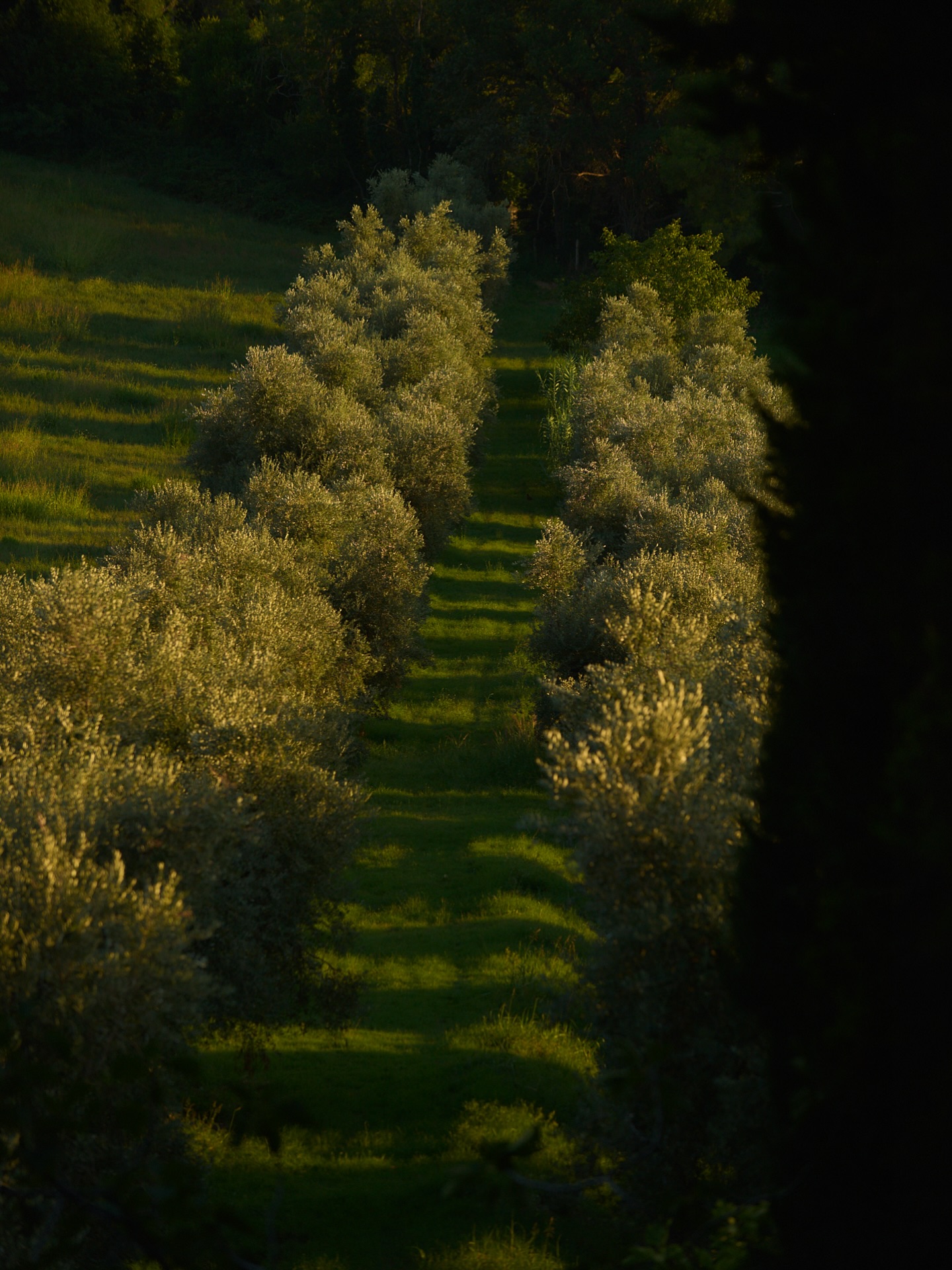 Al tramonto, l’ombra degli ulivi si allunga come memoria e promessa insieme — un ritmo che da secoli accompagna la vita di questo paesaggio. 🌿
Ph. @steynesthesia + @matteo.bellomo
#villaimperialepesaro #paesaggiodiprossimità #patrimoniovivente #lanaturadellacultura #culturaecura #dimorestoriche #ritmolento