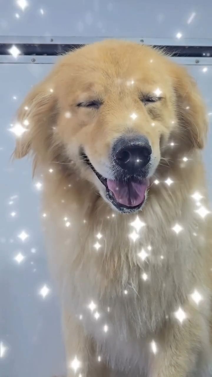 “This smile just melts me 💖🐾”
Happy pets, happy owners — that’s our goal every day 🐶🐱💞
-
-
-
-
-
-
-
#PetsMan #petmobilegrooming #doortodoorservice🚗🏡 #petlovers #petgrooming #petslove #petsgroomer #petsgroomingPetsMan 🛁🐶🐱
📍Service Area : KL / KLANG VALLEY AREA
Feel free to DM us for more info !
WhatsApp us for appointment 0175233811 ☎️