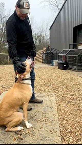 Meet Big Biscuit the Barely Behavioral Bully Baby. When Mandee at @a.freedom.journey called me about this guy, I could just tell this was an 18 month young adorable punk who just loved getting his way with the behavior at the crate door.
He’s a really solid dog and is not showing this behavior out of insecurity but because he gets a reaction from people as they walk past.
Yesterday, we did a pretty thorough evaluation, filmed everything, and took him out for a free walk, some tug, and a ten min car ride, and the behavior very quickly decreased.
As I predicted in my video on the way to the kennel, he was 100% fine with everything after getting him out of the kennel. As soon as I put him back in after an hour, he tried his BS, and instead of getting into my ego, I just stopped and waited. He very quickly disengaged.
These are the dogs that the force free crowd will medicate, segregate, and euthanize because they don’t actually believe that training can touch this little pocket of behavior.
Balanced trainers will look at a dog like this and try to figure out what operant conditioning might need to be done to use payment, pressure, prevention, or penalty. And they’ll fail.
As a holistic, emotionally aware trainer, I see exactly where this comes from: he gets what he wants.
You’ll be seeing more of biscuit this week until he gets adopted. He will receive a minimum of 3 hrs a week with me, and on the off days, we have instituted a simpler management plan to limit rehearsal in the meantime.
This Big Baby Biscuit is going to be just fine!
#dogrehabilitation #caninebehavior #dogtraining #dogsofinstagram #rescuedogsofìnstagram
