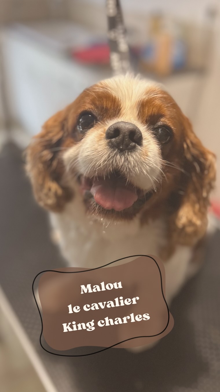 Premier toilettage de retour dans ma région ✨
Malou a inauguré cette nouvelle aventure à domicile sur Saintes 🐶
Trop heureuse de recommencer ici, chez moi 💛
Si toi aussi tu veux faire toiletter ton compagnon à 4 pattes n’hésites pas à me contacter (infos dans ma bio) 🐾
#toilettage #toilettagedomicile #toilettagechien #