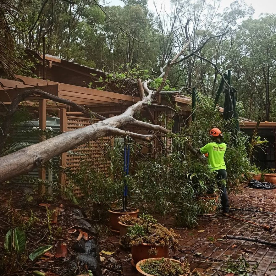 π΄ Storm season is on its way β is your property ready? π¨ Regular tree maintenance helps prevent falling branches, structural damage, and costly surprises when the weather turns wild. Keep your trees strong, safe, and beautiful with expert care from She Trees. π³β¨ Call us 0490 355 360
#StormSeasonReady #TreeCare #GoldCoastArborist