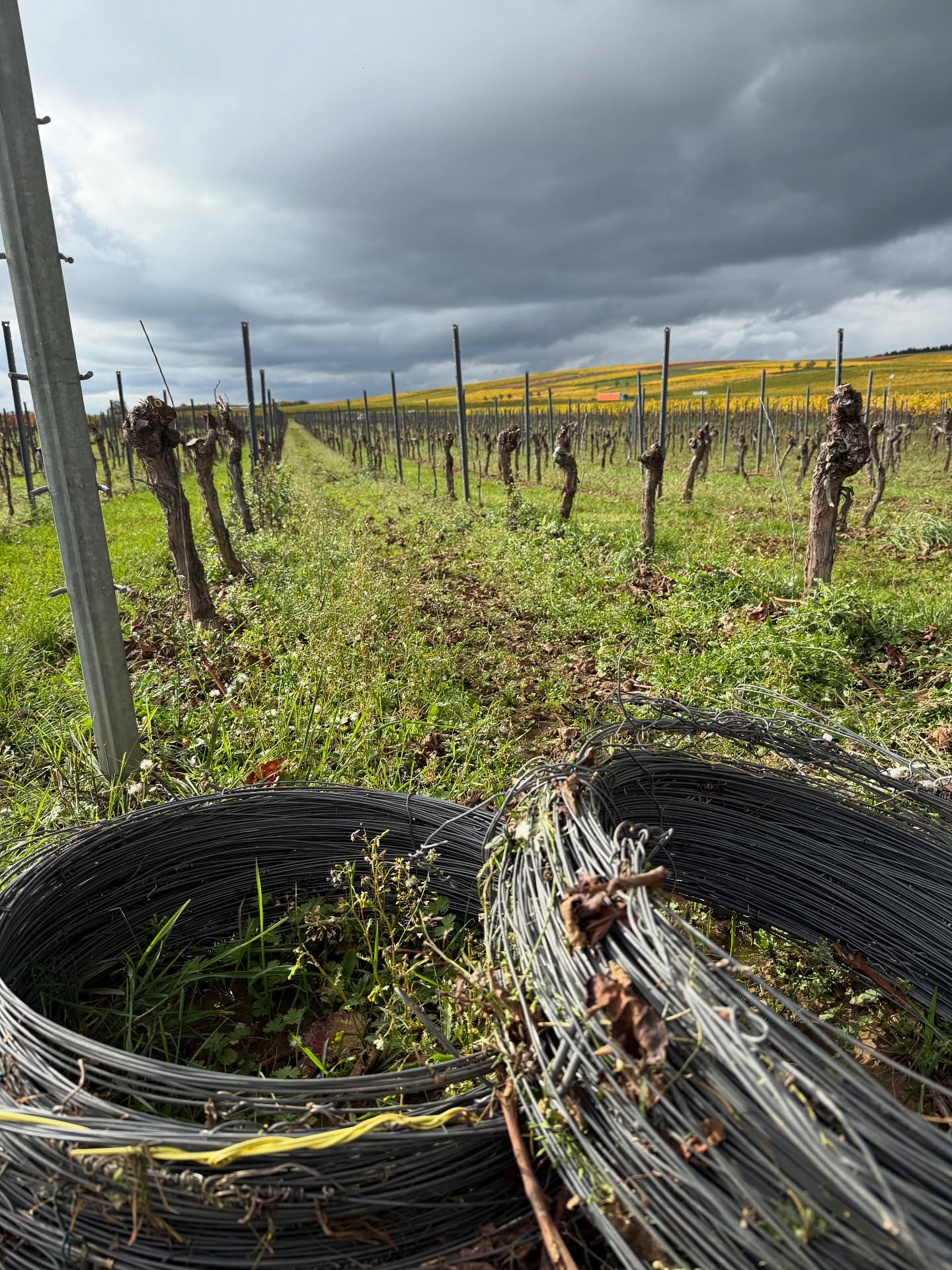 AUS ALT WIRD NEU 🌱🍇
Abschied vom Alten, Raum für Neues.
Wir roden derzeit ein paar Weinberge, damit hier bald ein neuer Jahrgang heranwachsen kann. 🍇✨
#neuerweinberg #ausaltwirdneu #kreislauf #weinberg #winzer #wein #nahe #badkreuznach #nahewein #new #neuanfang