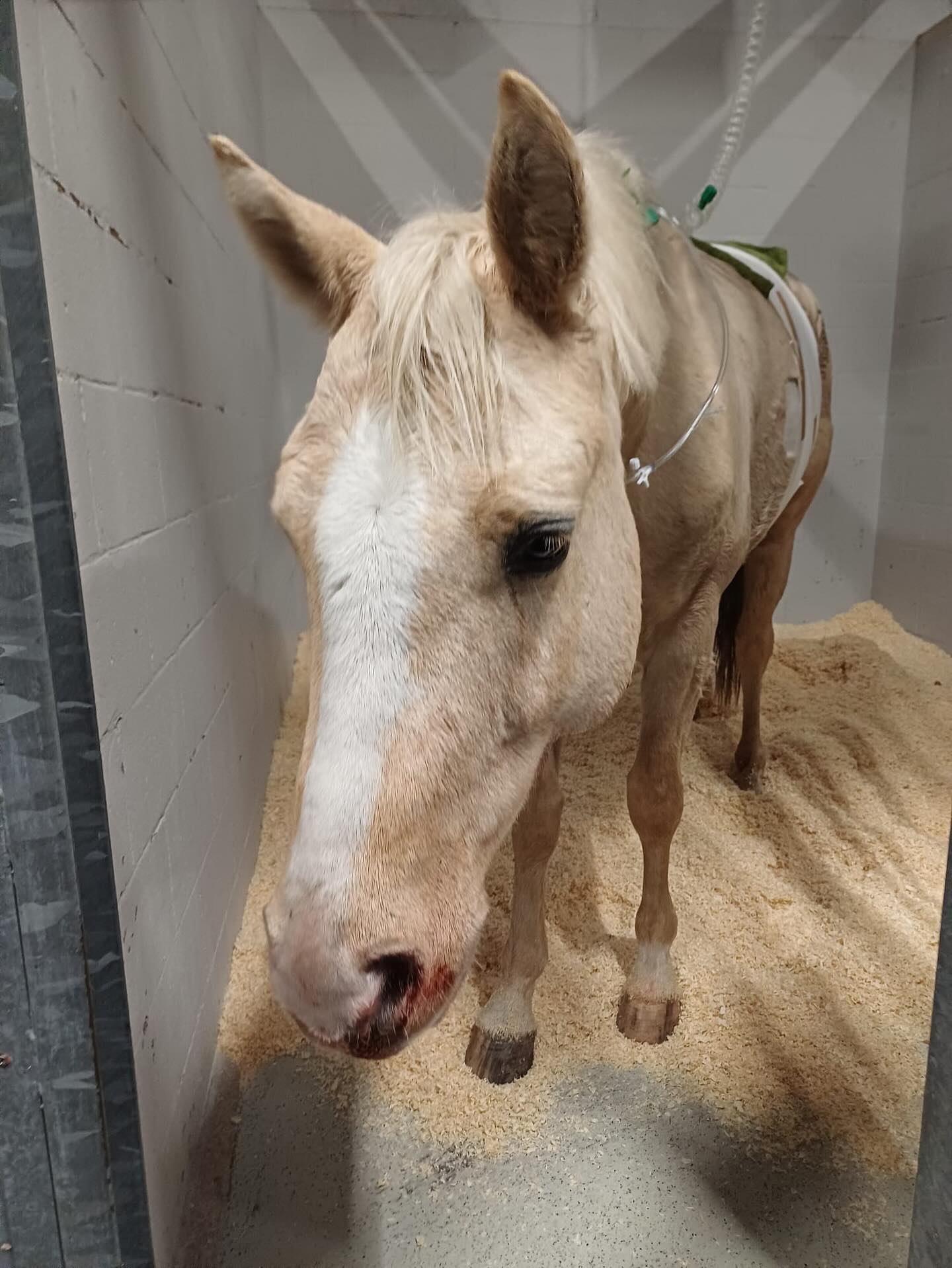 Risto oli eilen selvästi ähkyinen ja Stina ajoi tallille sitä katsomaan. Risto vietiin Viikkiin hoidettavaksi ja illalla juteltiin, että ähkyä ei sit lähdetä leikkaamaan, jos sellainen tilanne tulee.
Aamulla tuli soitto Viikistä, että leikkaus on enää ainoa vaihtoehto.
No me sit annettiin lupa leikata, kun oltiin saatu sovittua, että saadaan maksaa leikkaus useammassa osassa.
Ähkyleikkaus maksaa 15 tonnia ja onnistumisprosentti on 50-75 % 🫣
Riston leikkaus meni hyvin. Sillä oli hiekkatukos sekä paksusuolessa, että ohutsuolessa.
Nyt alkaa kriittinen toipumisvaihe. Risto on ainakin viikon vielä klinikalla. Jos siitä selvitään, niin sen jälkeen pitäisi olla jo voiton puolella. ❤️
Kiitos Riston hyvästä hoidosta @yliopistollinenelainsairaala ❤️
#ähkyleikkaus
#goldriverrockingrooster