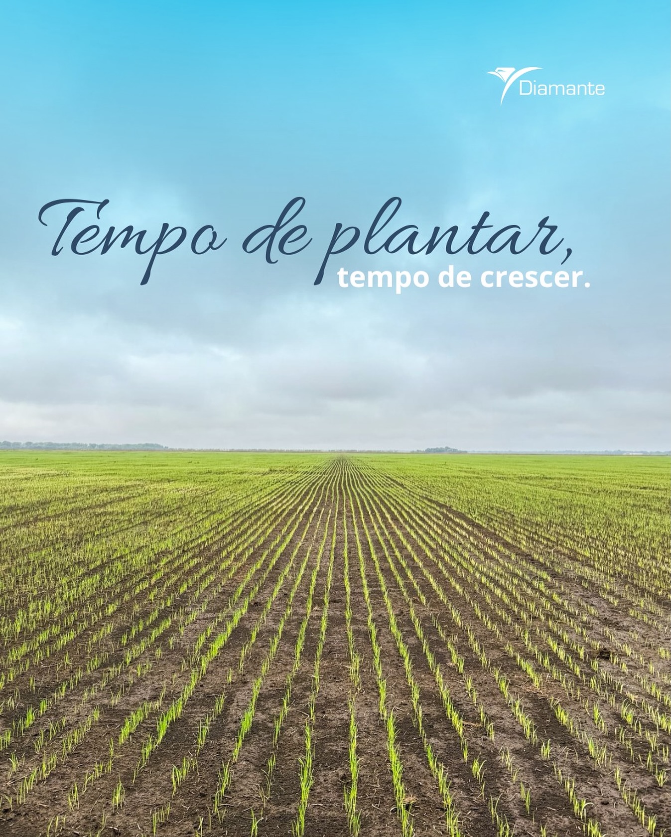O início de uma nova safra sempre renova nossas esperanças e reafirma o propósito que nos movemos. 🌱
Cada grão plantado carrega trabalho, tecnologia e dedicação de quem acredita na força do campo.
A safra 2025/2026 começa com o compromisso de seguir crescendo, produzindo com responsabilidade e semeando o futuro com abundância. 🌾
#DiamanteAgrícola #Safra20252026 #TempoDePlantar #TempoDeCrescer