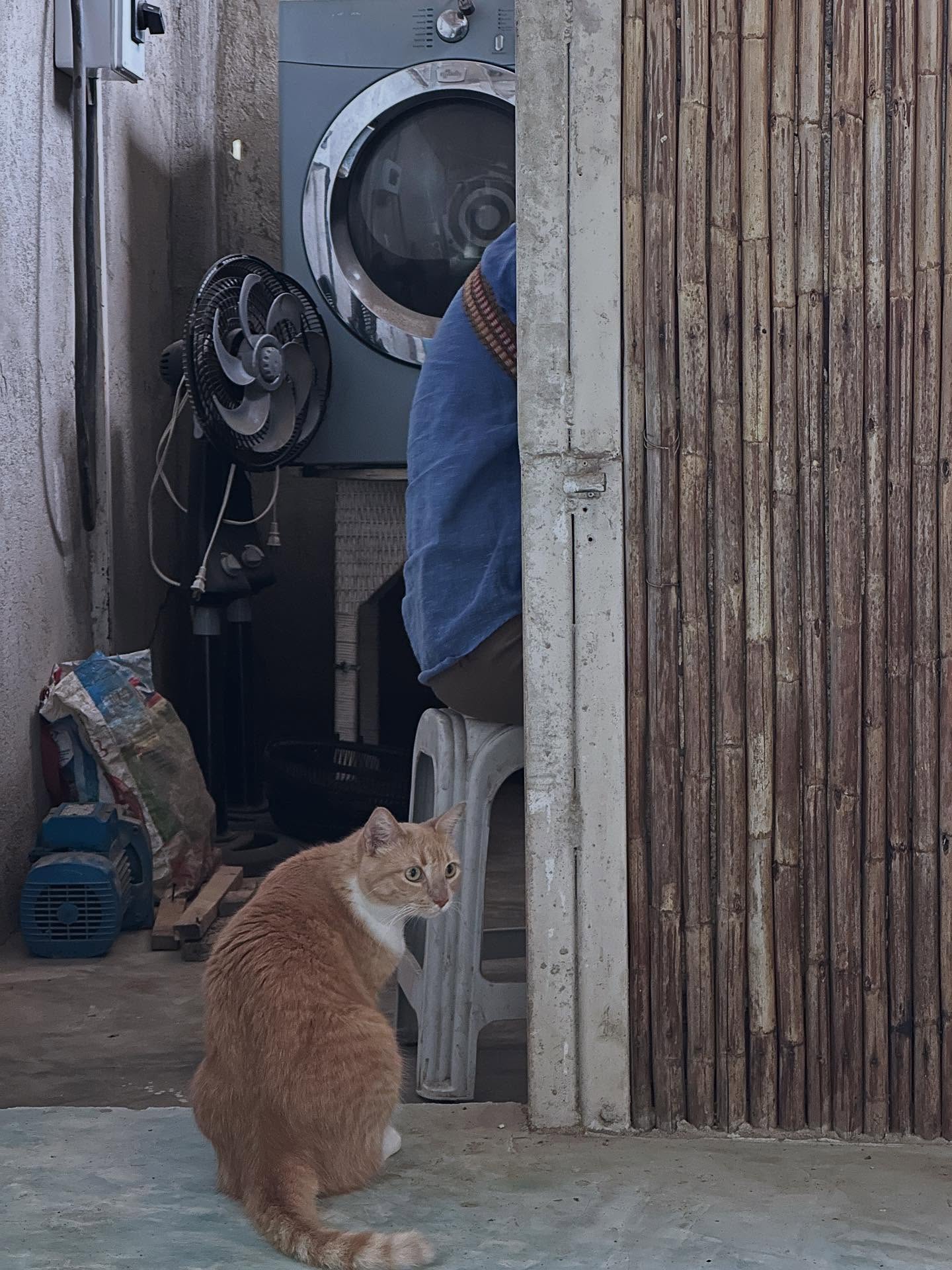 ❤️Keki: quiero a mi papá.
❤️Keki: I love my papa.
#PetFriendlyHotel #DogFriendlyTravel #travelwithyourpets #PetFriendlyVacation #AnimalLoversWelcome #catFriendlyColombia #BringYourPet #FurryFriendsWelcome #PetFriendlyParadise #DogFriendlyBeach #CasaColibriPets #NoKennelsRequired #TravelingWithPets #HotelParaMascotas #PawsAndRelax #casacolibripalomino #palominoguajira #ViajaConTuMascota #ColombiaPetFriendly #PerrosBienvenidos #AmigosConPatas #VacacionesConMascotas #HotelParaPerros #LaGuajiraConMascotas #PalominoPetFriendly #AceptamosMascotas #ViajeConTuPeludo #DestinoPetFriendly #TurismoConMascotas #amorincondicional