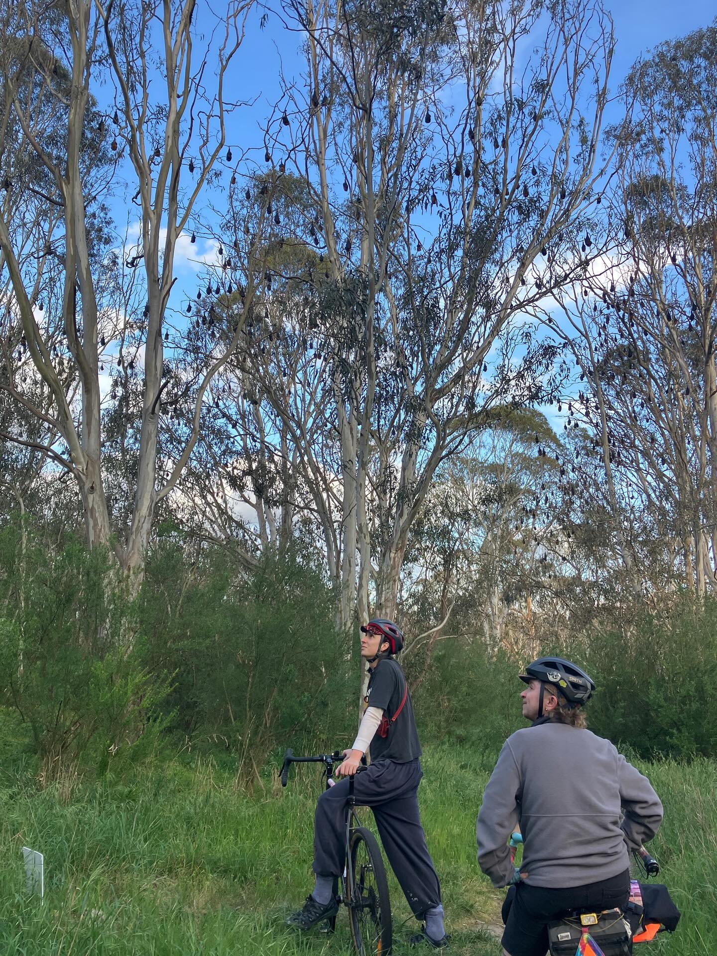 It’s been a pretty wild and woolly week but we are going to tentatively dip our toes back in tomorrow! If the trails are soggy, we’ll stick to paths. Meet us at Darling Gardens rotunda at 6:15 for 6:30 roll out. All skill levels welcome, no drop! See you there 🙂