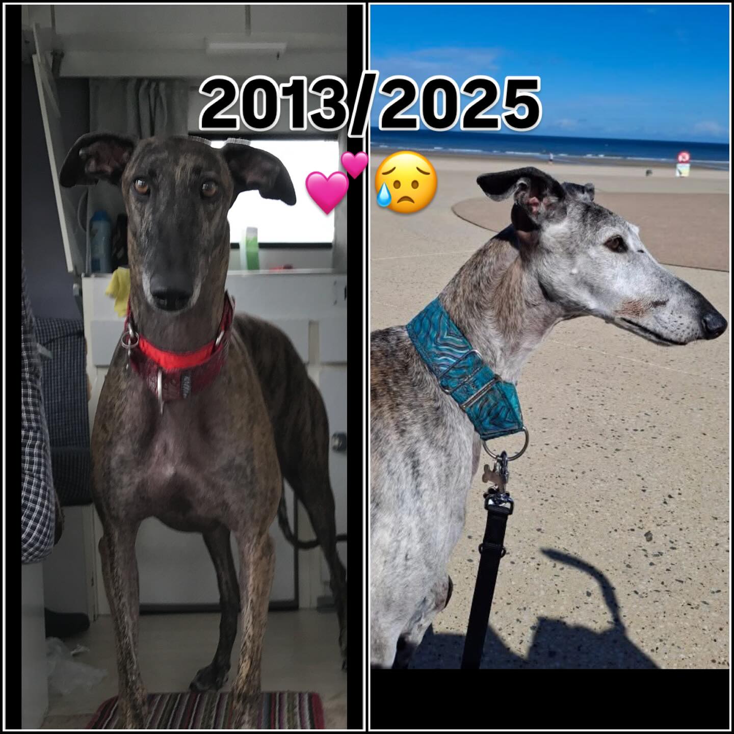 Vandaag afscheid genomen van onze Perro.
Nu mag onze geliefde Galgo vrij rennen over de uitgestrekte velden van de Regenboogbrug, waar elke sprongetje en iedere blaf de echo’s van vreugde zijn, omringd door de liefde die nooit zal vervagen. 💕😥
