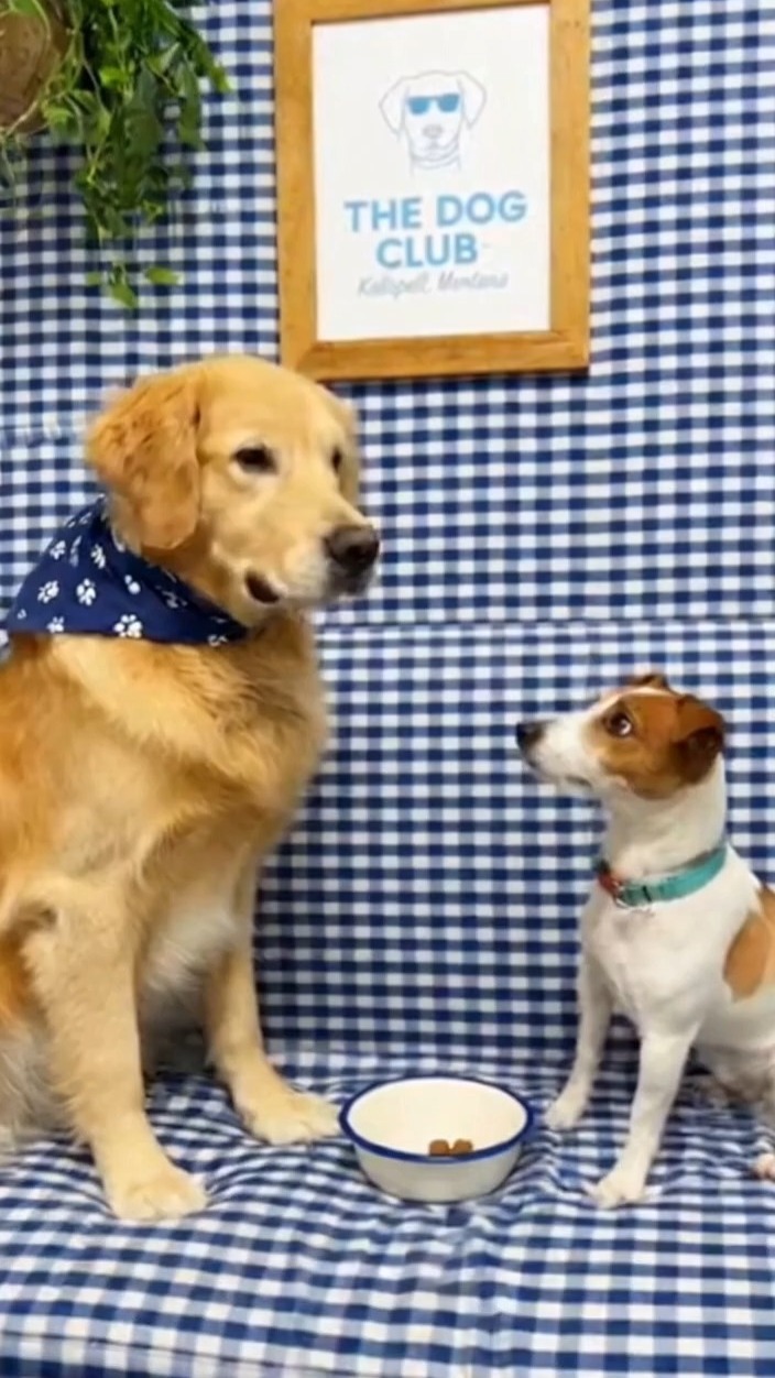 On these cold and gray days, bring your dogs to The Dog Club