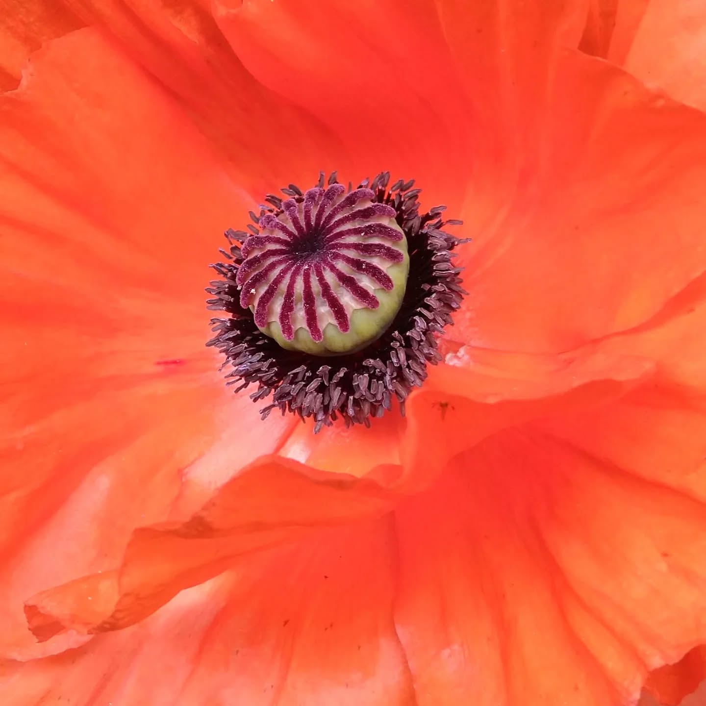 Lest we forget...
Netti x
#11thnovember #remembrance #remembrancesunday #remembranceday #poppyday #remembrancepoppy