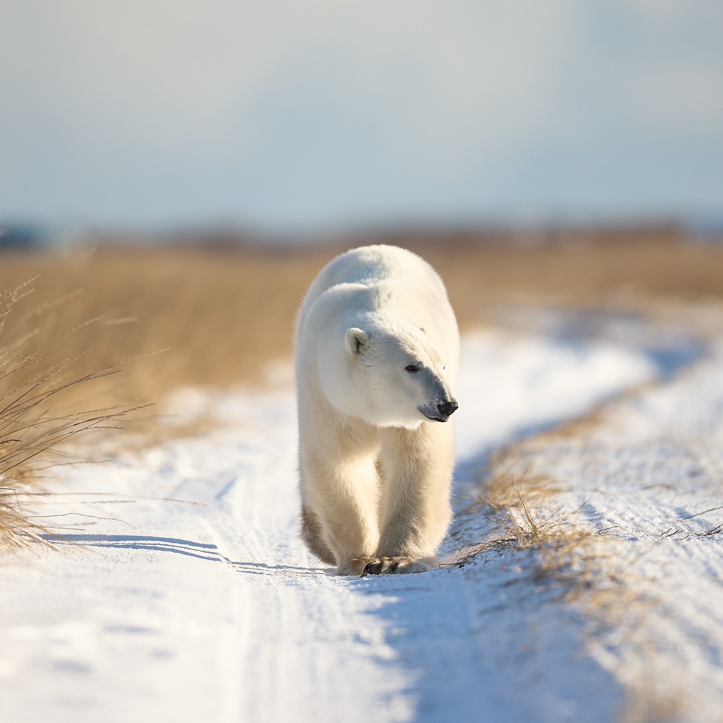 Out for a stroll in the sun. Very healthy looking bear walking the coast waiting for the bay to ice over. Now been over 140 days since he last hunted #polar #polarbear #churchillmanitoba #hudsonbay #canon #wildlife #photography #photographer