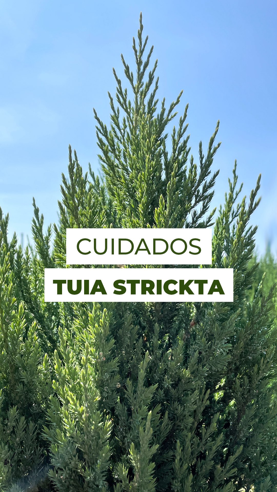 Pinheiro natural? Temos! 🎄💚
A Tuia Strickta é forte, resistente, vai ficar firme até o Natal e por muitos anos depois. Com galhos densos e o verde clássico, ela é a estrela perfeita pra sua decoração.
Dica: Basta luz e rega a cada 2 dias, é simples assim pra manter seu pinheirinho sempre bonito.
E ai, o que achou da Tuia Strickta?
Conta pra gente nos comentários! 👇
#natal #decorfloral #christmas #christmasdecor #decoraçãonatalina #natal2025 #natalnatural #decorverde #tuia #tuias #tuiastrickta #decornatalina #pinheironatural #arvoredenatal #stricta #pinheiro #pinheironatural