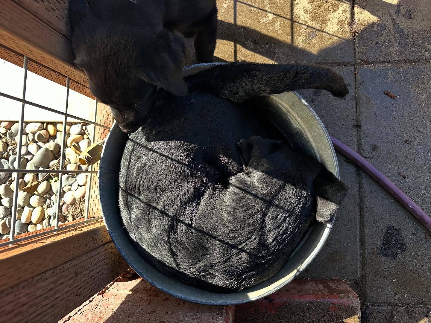 Hanging with the pups