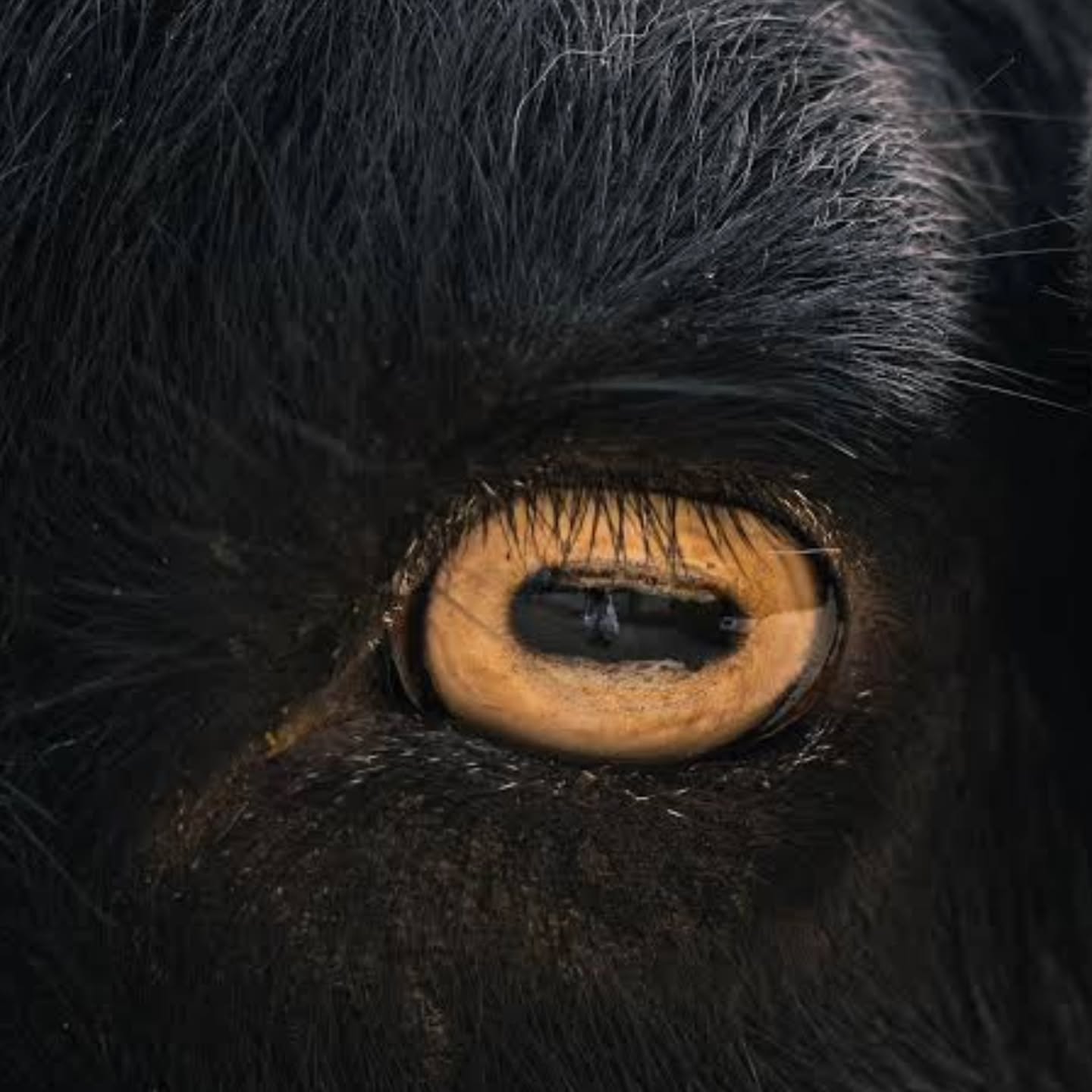 We see things different. We see what they can’t.
This isn’t about fitting in — it’s about knowing exactly who you are.
Black Sheep Project. Stay different. Stay real.
#BlackSheepProject #Streetwear #BornDifferent #NotForTheHerd #seethingsdifferently #beyou #baabaablacksheep