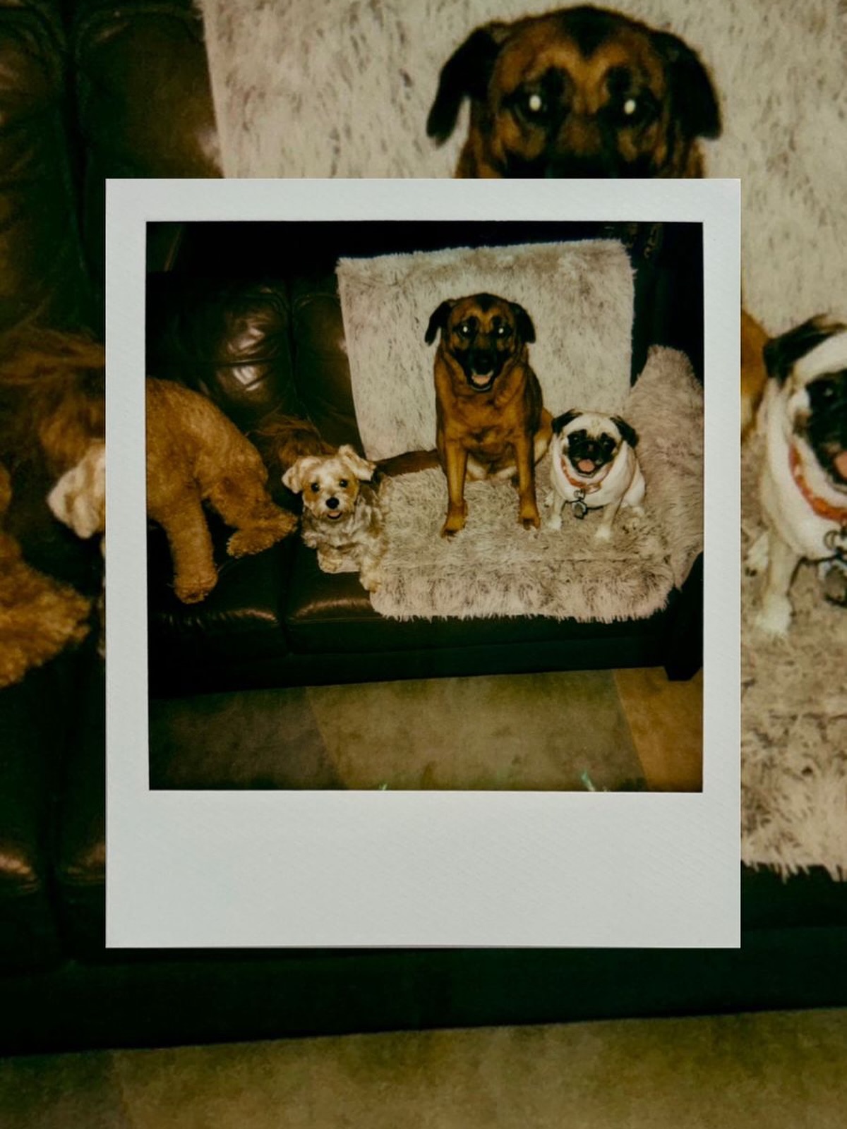 Pack goals: calm, friendly, and full of good vibes. โจ๐พ
๐พ๐ซโ #WagWithWilliam #FearFreeTraining
#PositiveReinforcement #DogWellness #BondWithYourDog #WaggingTails