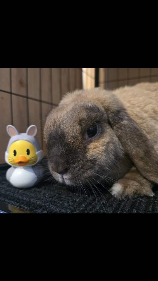 Welcome Ottis!! You brought a cuteness overload to the Bunny Hotel, it is our pleasure to have you back at our place!
#thecoolbunnysitters #petsitting #rabbitsitting #bunnylovers #bunnysitting #bunny #summervibes