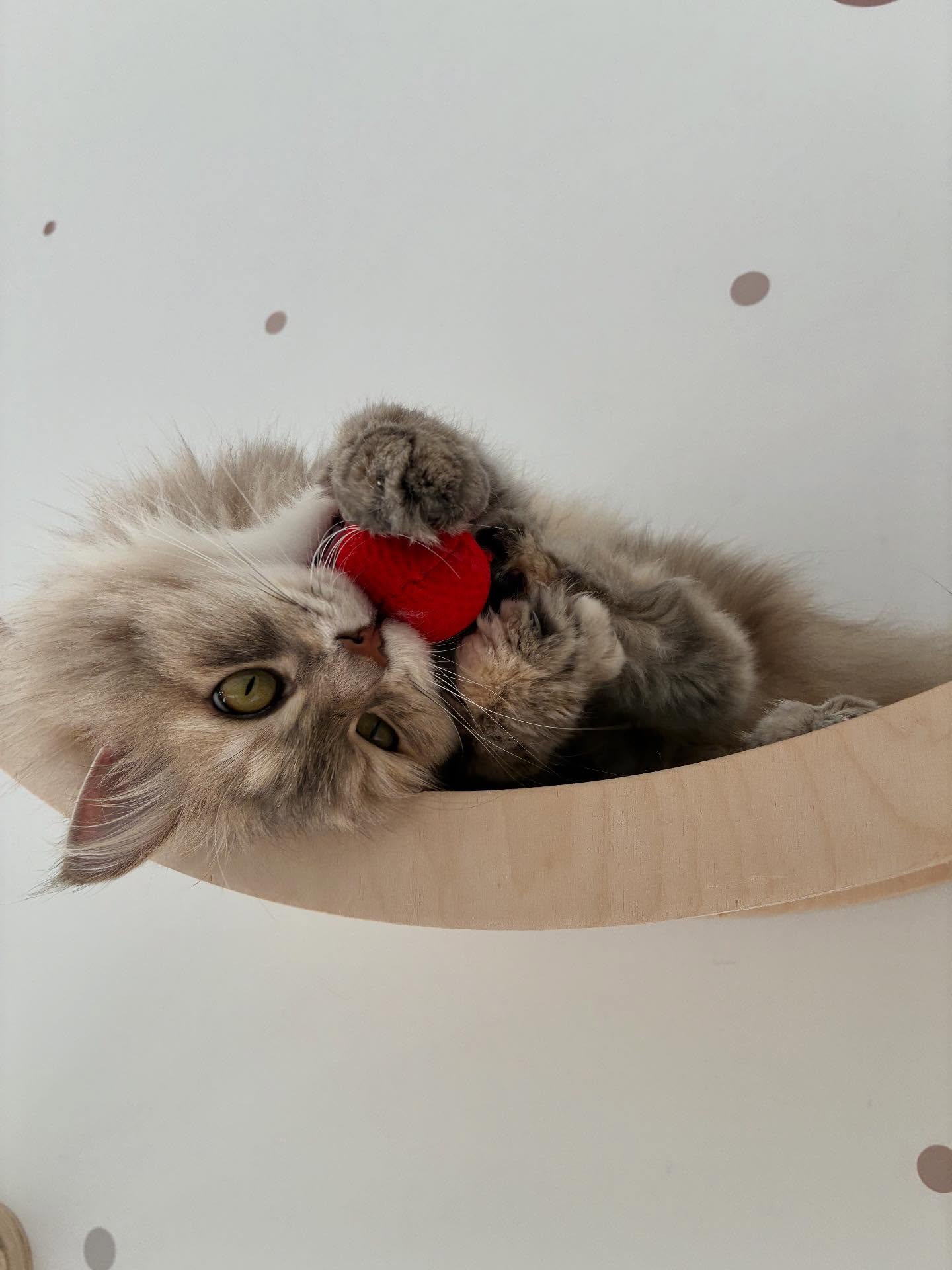 Le jeu ! Un des meilleurs moyens pour créer du lien avec nos vacanciers moustachus Sharly, Lucky, Minnie, Volga, Ficelle, Vayana, Joséphine et Nita 😻
MAIS à la maison aussi jouer avec votre chat crée des interactions positives, stimule son instinct de chasseur,
prévient l’ennui et les troubles du comportement et favorise la santé physique : le mouvement aide à maintenir un poids sain et une bonne condition musculaire donc c’est gagnant en tout point 🤩
#larecreduchat #hotelpourchats #pensionpourchats #vacancepourchat #novembre #cat #chat #jeu #passionchat #aixenprovence #aixmaville #letholonet #meyreuil