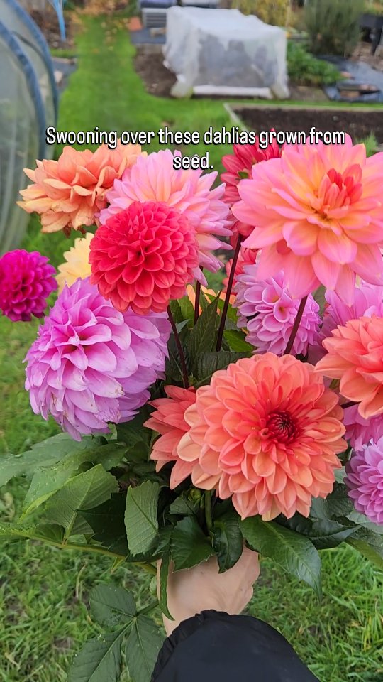 Claire and I are a bit behind on putting the dahlias to bed, sorting seeds, and officially closing the 2025 season… which is funny, because that’s exactly what happened last year. 🤔
Frost is forecast for Monday in West Surrey, so it might be game over soon. Time to get those ‘keepers’ labelled this weekend!
Pam x