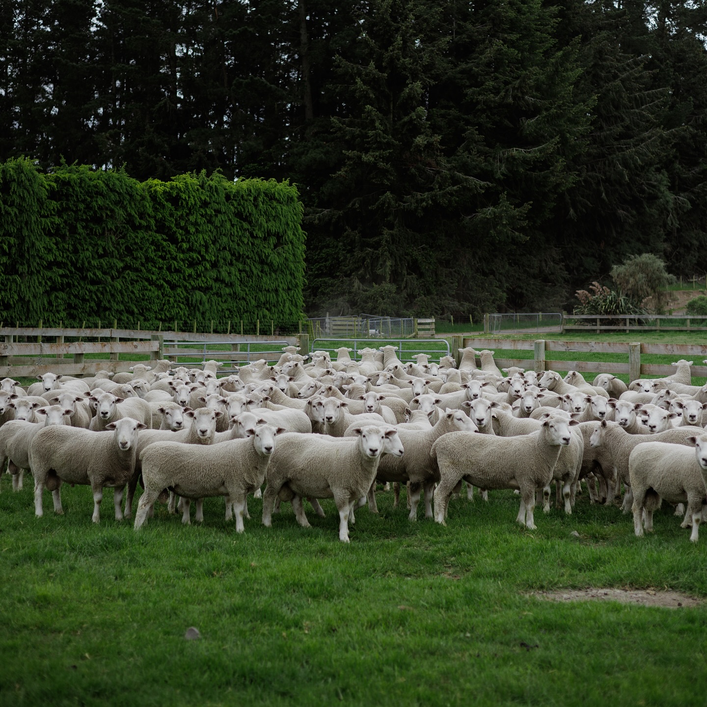 HEADWATERS 2025 OPEN DAY
It was a pleasure to host a diverse group of farmers and representatives from across the industry. The day was aimed to provide insight into the full Lumina value chain that’s underpinned by the Headwaters breeding program.
We heard from our breeding manager Tara Dwyer and a Headwaters Farmer, Charlie Johns. We had James McWilliam from Alliance speak on global sales and Professor Hamish Gow from Lincoln University on consumer trends. Chef Brent Martin, Executive Chef at the Park Hyatt Auckland also joined us to speak on the performance of Lumina in the kitchen.
Thank you to all of those that joined us!
📸 @benji_day