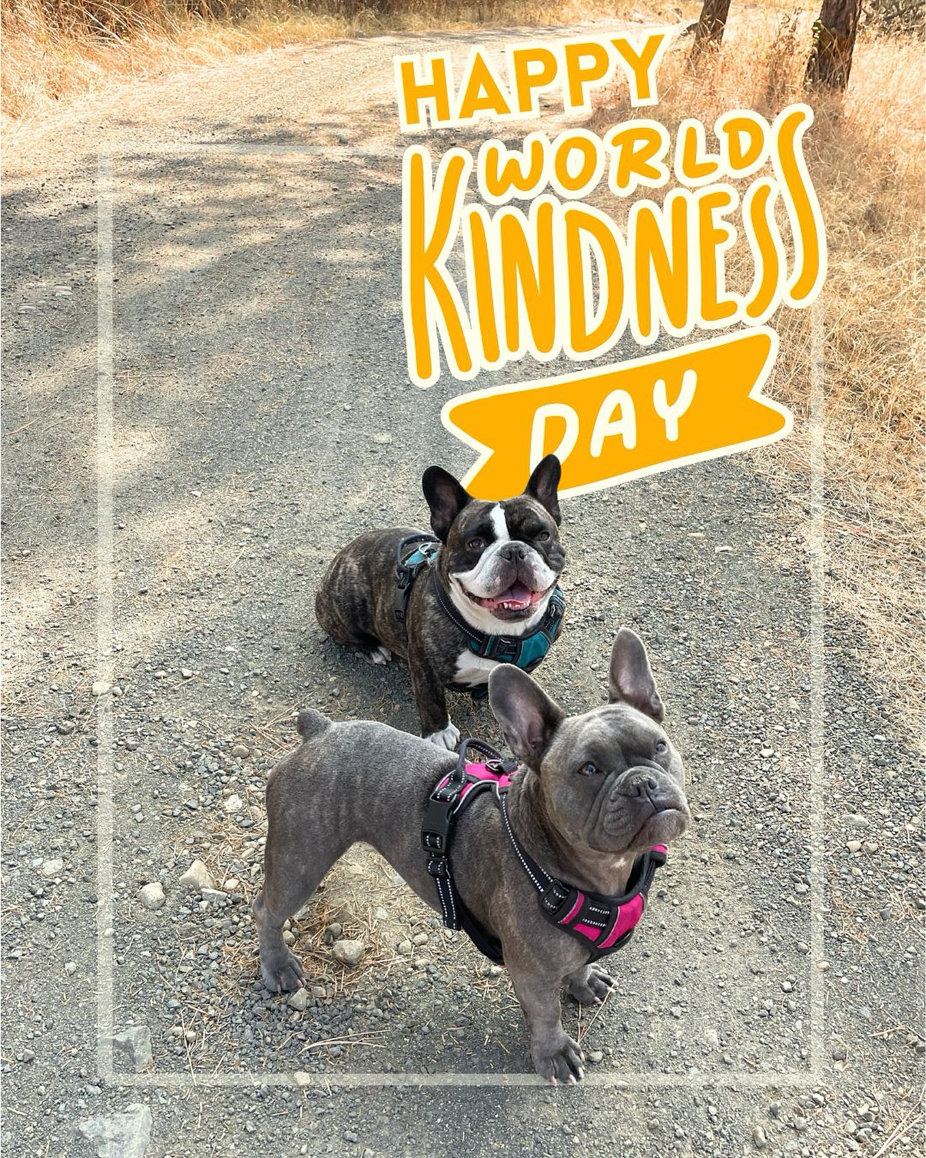 We’re taking a cue from our furry friends 🐾 — spreading love, wagging tails, and simple acts of paying it forward wherever we go. ✨
Choose to be kind, always.