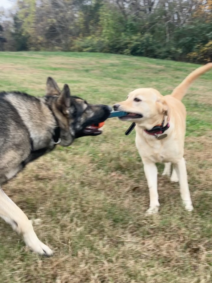 I need to brag on Jose for a sec. I think we’ve had maybe three sessions up to this point, and he just adopted a little brindle pittie pup who is such a perfect fit with his driver shepherd girl.
My definition of success is not trapping my clients in a box and saying don’t take risks. It’s saying, “How much freedom does this dog need to be biologically fulfilled - give them that.”
What has happened in turn is a lot of clients have self taught things entirely without me and rarely mess up. And when they do we can adjust.
But there are more free dogs and owners because of it. Super proud of you bro.
#germanshepherdofinstagram #pitbullpuppy #dogtraining #nashville
