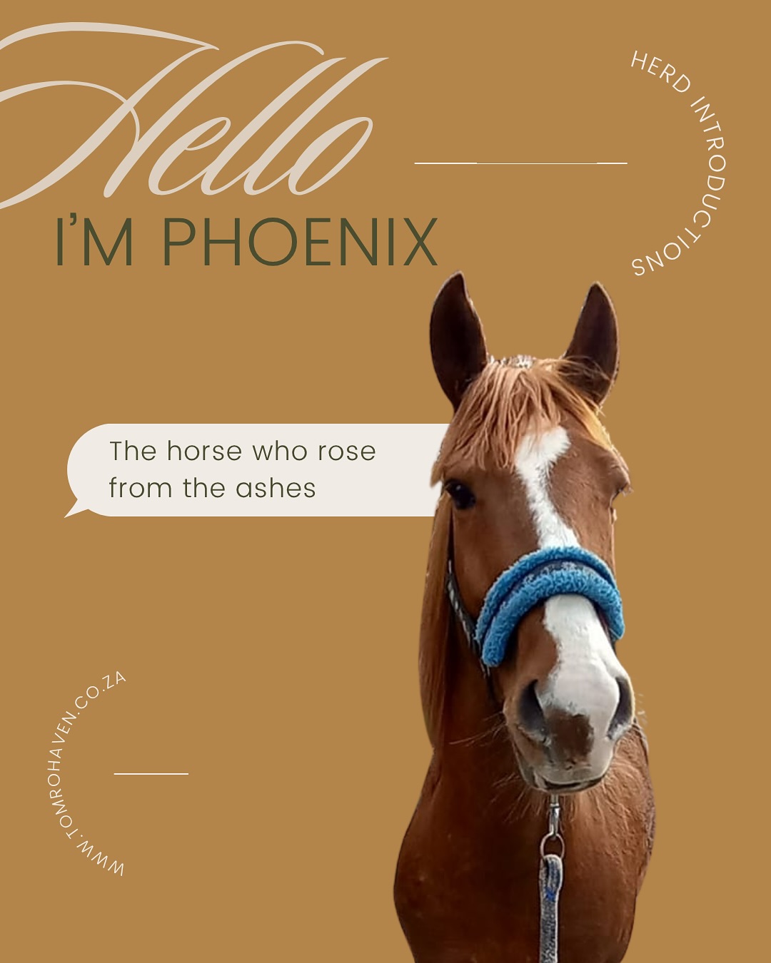 Sadly there are far more horses in need than there are safe homes. At Tom Ro Haven, we rescue, rehabilitate and where possible rehome horses, with some placed in loving foster care along the way.
Meet Phoenix, who we met more than once during our outreach visits. Each time, he had been passed to yet another owner and his condition worsened. Ultimately it became clear that he wouldn’t survive without intervention. By the time we managed to negotiate his release he was severely malnourished (to the point where his testicles has been reabsorbed into his body). We had no idea how we would get him into the horse box, but when Steph uttered the kind, compassionate words “come on baby, we are going home” he responded instantly, lifted his head from the food we had brought him and walked straight into the horse box.
His recovery was long, but he fought through every challenge. With daily care from the Haven and the love of his foster mom, Marlene, Phoenix slowly regained his strength. Today he is the most gorgeous and gentle horse. Phoenix, as his new name suggests, truly rose from the ashes, proving what rescue can be: saving, healing and giving a horse the chance to live the life they always deserved. This is why we do what we do.
We need more people like Marlene to help us with the work we do, to offer a home to these beautiful creatures, to care and nurture them. If you know of anyone who might be willing to adopt a horse please reach out to us….. no horse should be left behind.