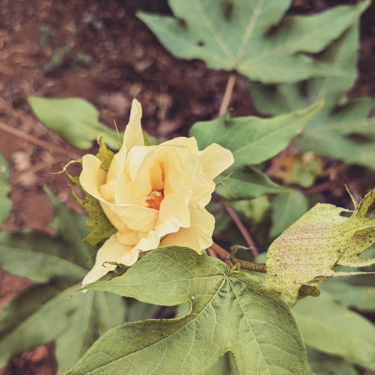 Después de dos años de espera y cariño, ¡hoy floreció la primera flor de algodón en mi jardín!🌼 Esta delicada flor amarilla es mucho más que un símbolo de paciencia: representa la fuerza y belleza de las fibras naturales, base insustituible para el teñido artesanal y sostenible.
Las fibras naturales� como el algodón, el lino o la seda permiten que los colores naturales penetren y brillen con vida propia. A diferencia de las fibras sintéticas�, que no son aptas para teñido natural, las fibras naturales se ligan mediante mecanismos de química verde con los colorantes extraídos de plantas e insectos, generando tonos únicos que conectan tradición, salud y respeto por el entorno. Por eso, cada fibra teñida naturalmente es una obra de arte, una pieza consciente y sostenible.
El teñido natural es posible gracias a la textura y composición especial de las fibras de origen vegetal y animal—¡y justo hoy mi jardín lo celebra con la primera flor de algodón! Utilizar fibras naturales y tintes ecológicos significa reducir el impacto ambiental y apostar por una moda ética y duradera.
#AlgodónNatural #TeñidoNatural #TintesVegetales #SlowFashion #TextilSostenible #FibrasNaturales #JardínArtesanal #InspiraciónBotánica
@artecovert @artesaniatfe @artesaniadecanarias @tenerifemoda @slowfashionnext