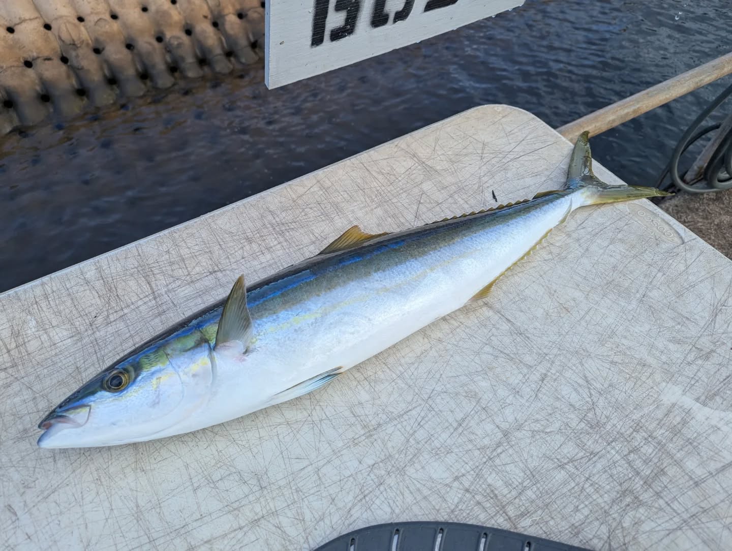 Rainbow runner action on this morning's quick trip!
For charters check out:
Gofishoahu.com
#hanapaa #kamanu #rainbowrunner #deckhand #fishingfordinner #fishtacos #bakedfish #ceviche #poke #sahimi #trolling #pelagicfishing #fishingbooker #haleiwafishingcharter #haleiwa #hawaii #fishingkids #hawaiifishingcharter #oahufishing #oahu #dinnerfish #livetofish #captainmatt #lines #lures #rods #reels #polebender #luckylasshaleiwacharters #gofishoahu